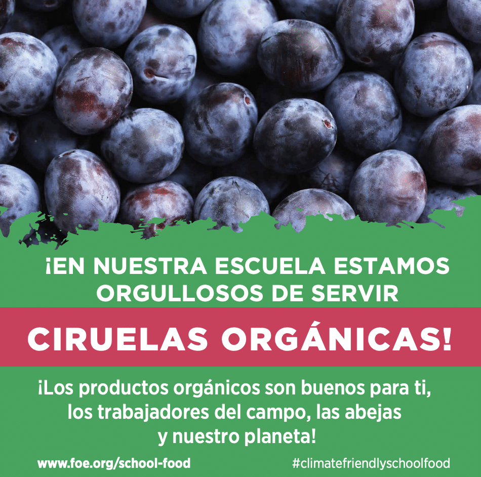 May contain a close-up of many dark purple plums.