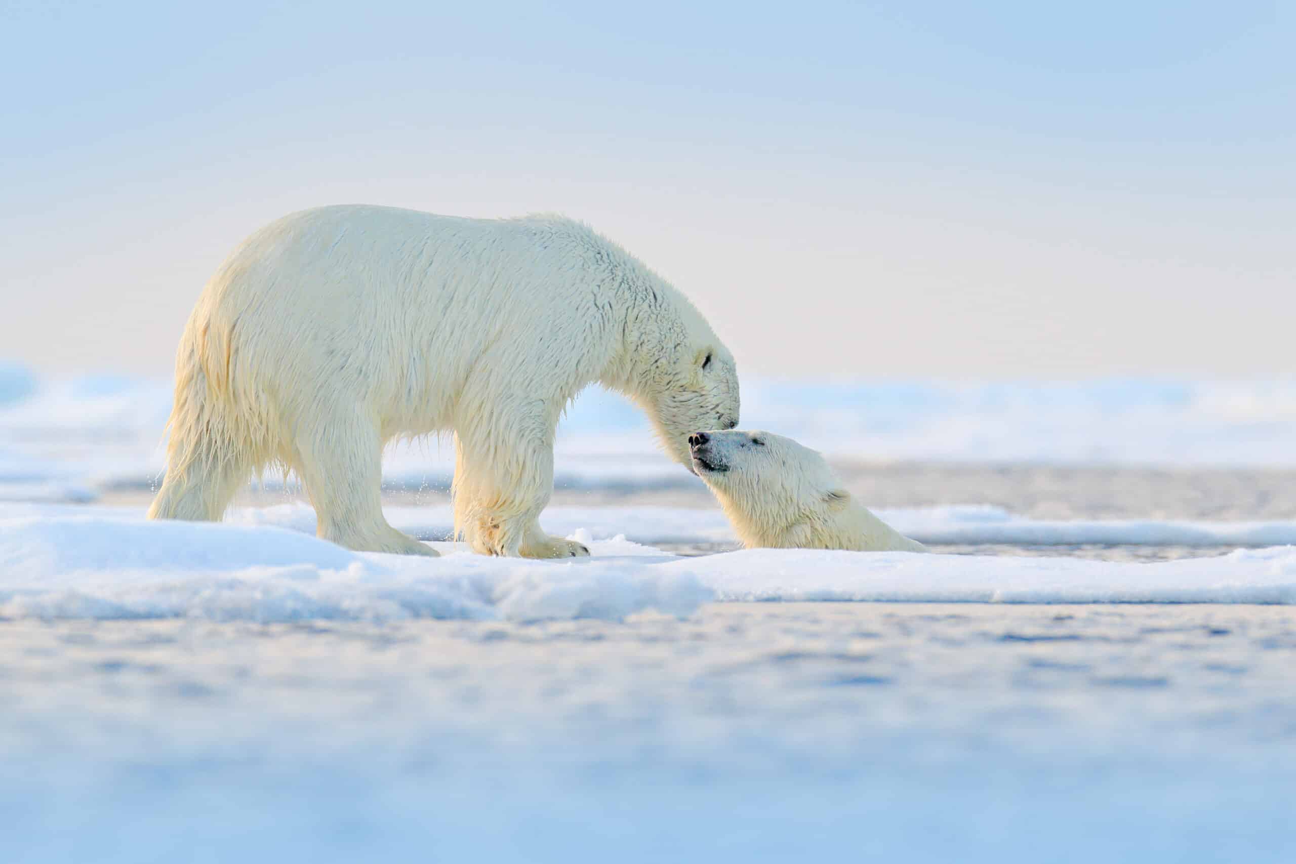 May contain two polar bears interacting in water and ice.