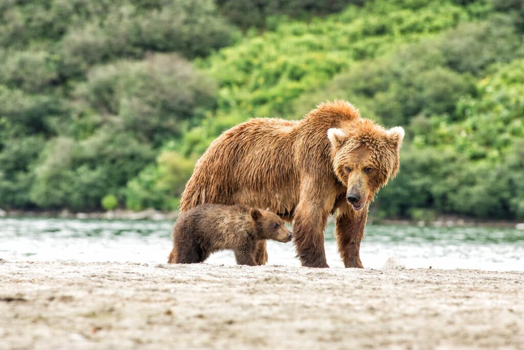 May contain two bears, one adult and one cub, on a sandy shore.