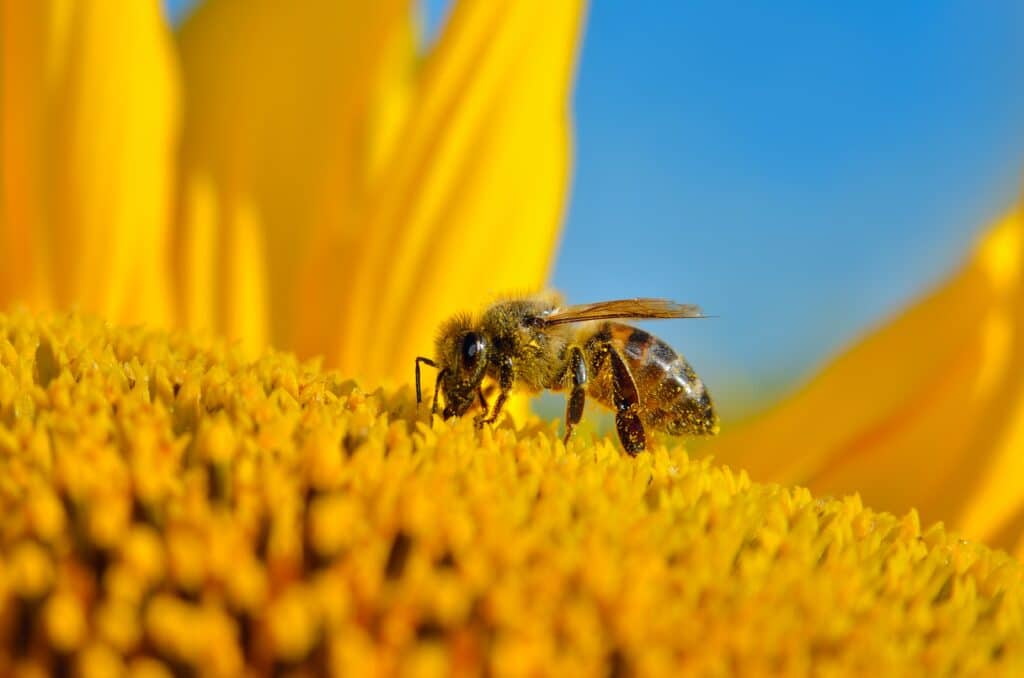May contain a bee on a sunflower with yellow petals and blue sky.