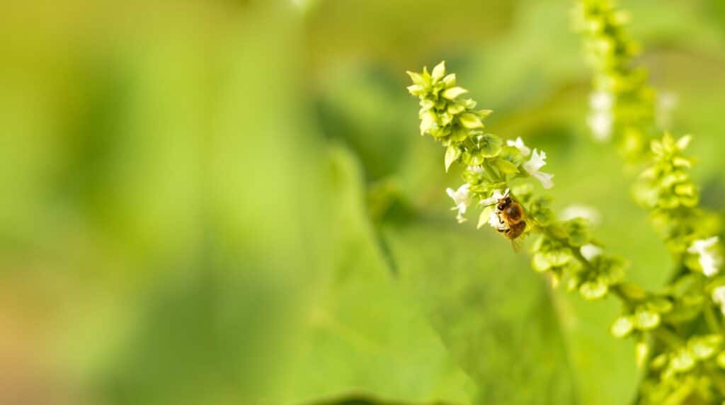 May contain a bee on a flowering plant.