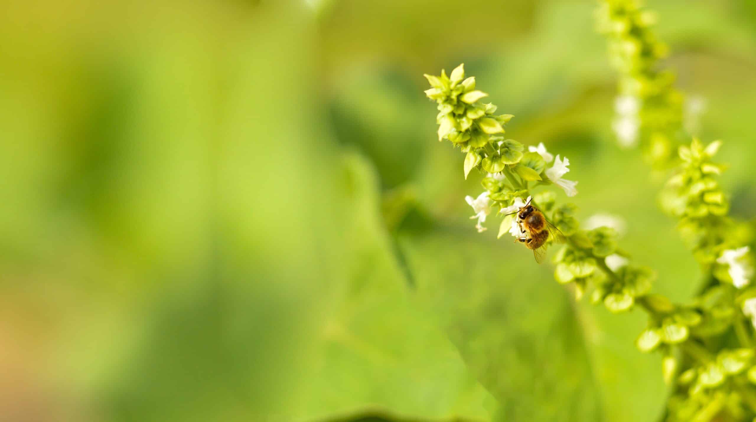 May contain a bee on a flowering plant.