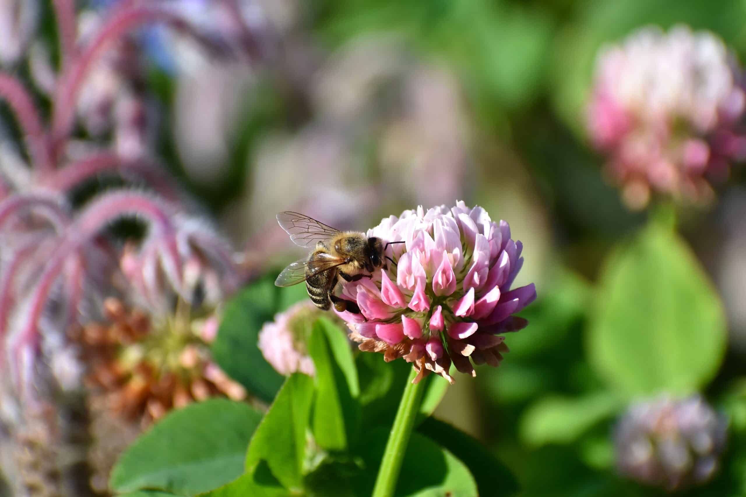 May contain a bee on a pink clover flower.