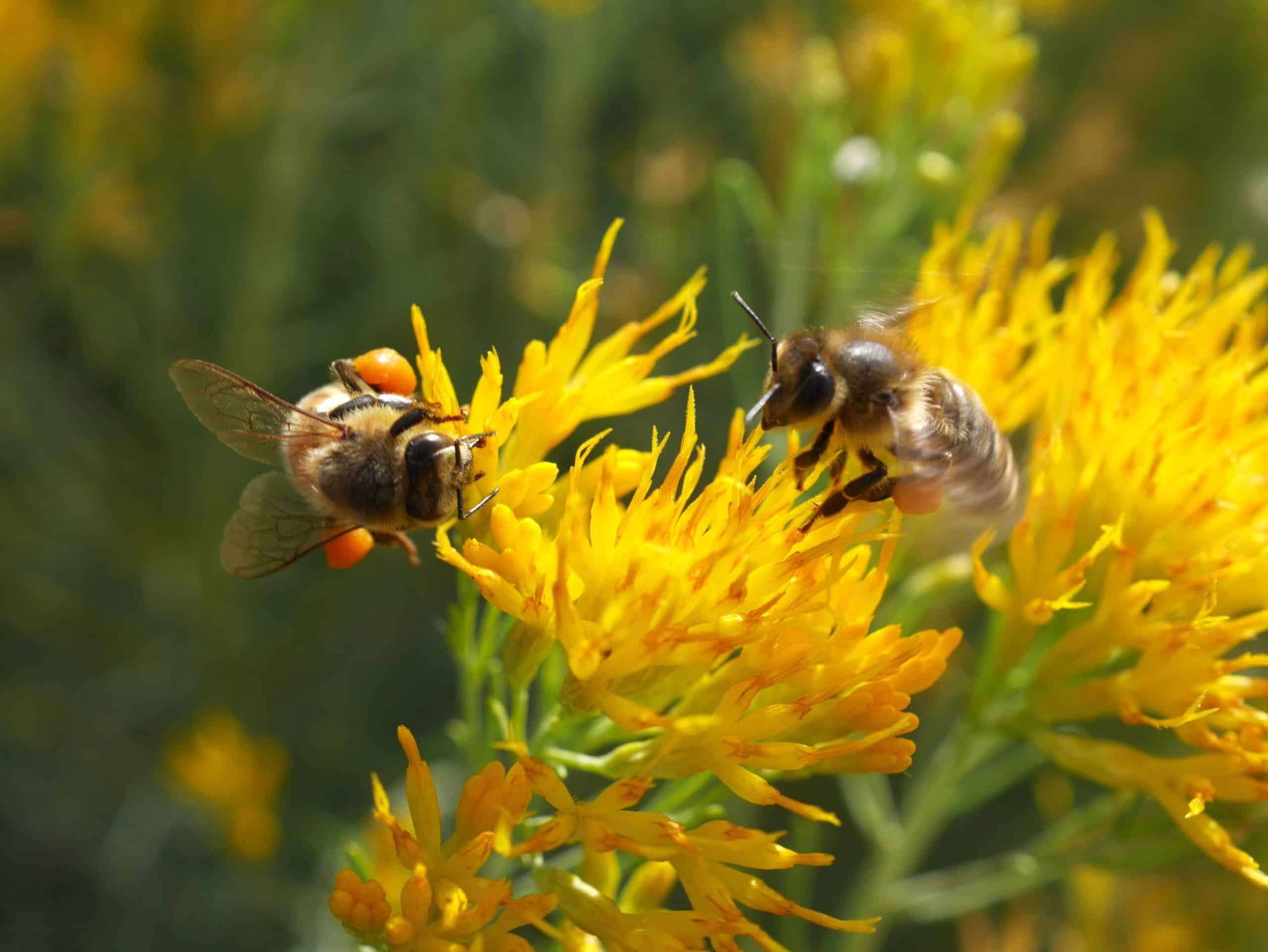 May contain two bees on yellow flowers.