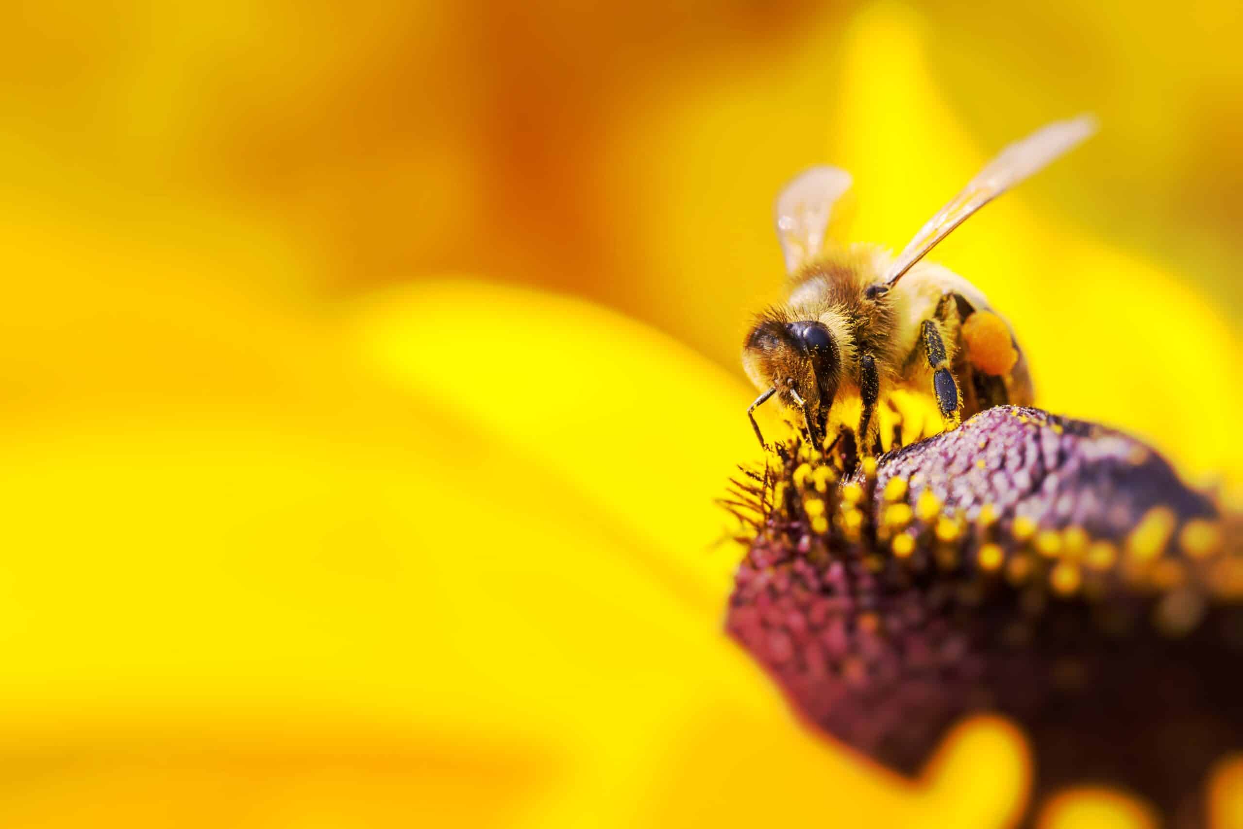 May contain a bee on a flower with a yellow background.