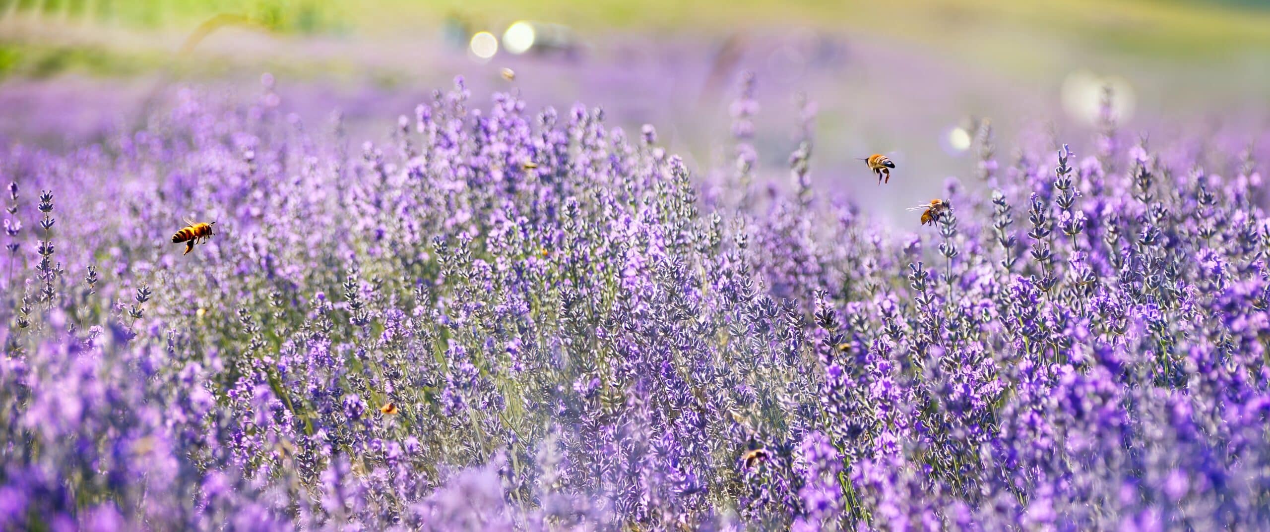 May contain bees flying over lavender fields.