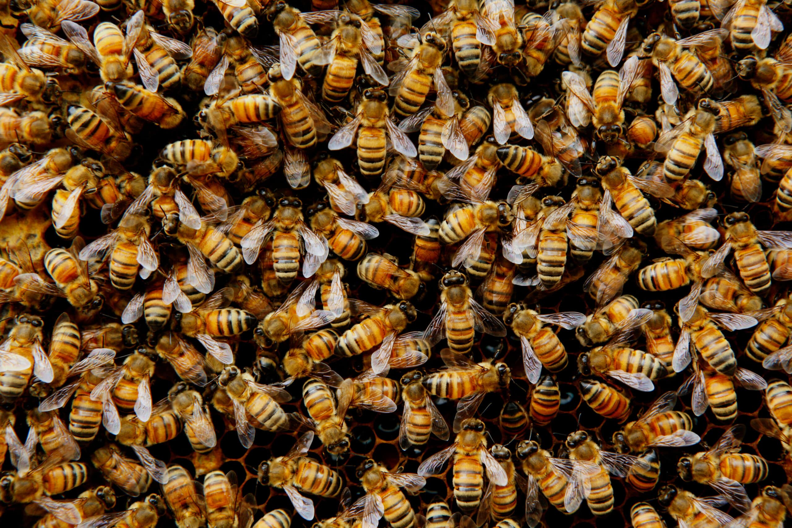 May contain a large swarm of bees.
