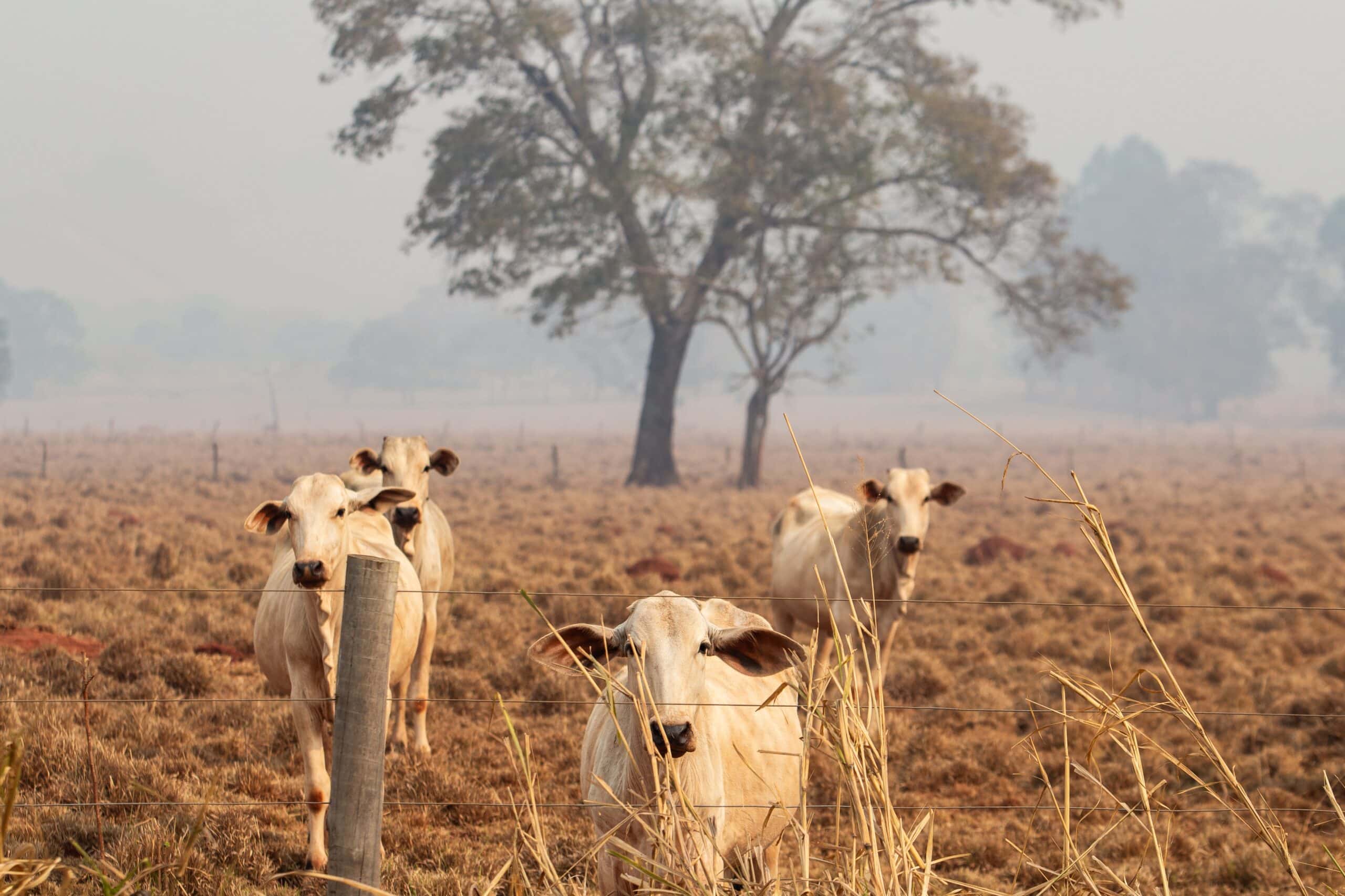 May contain four cows in a dry field behind a fence.