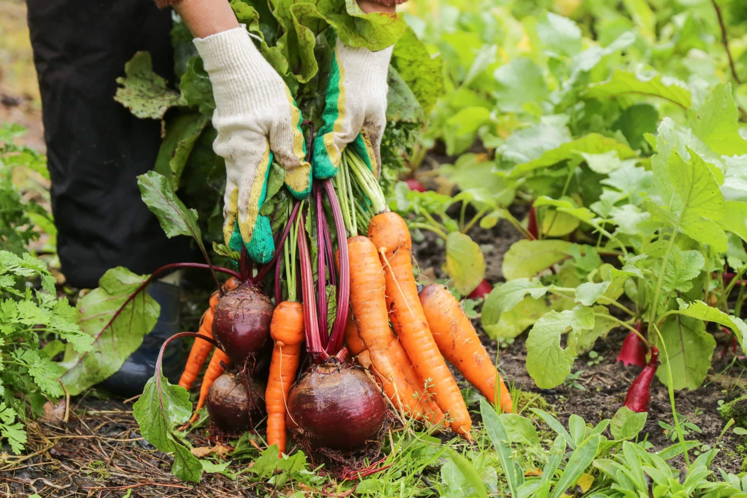 May contain a person harvesting carrots and beets in a garden.