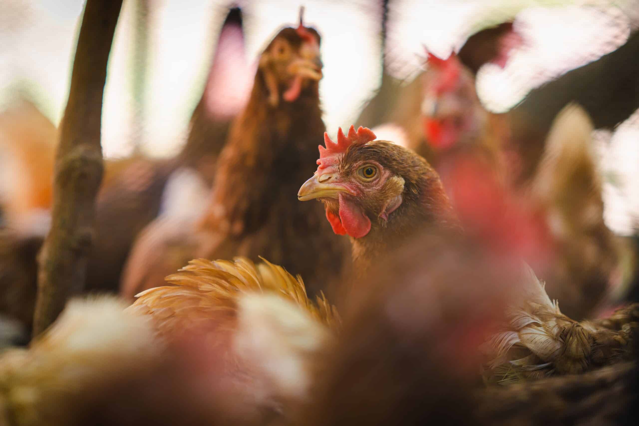 May contain several chickens clustered together in a coop.