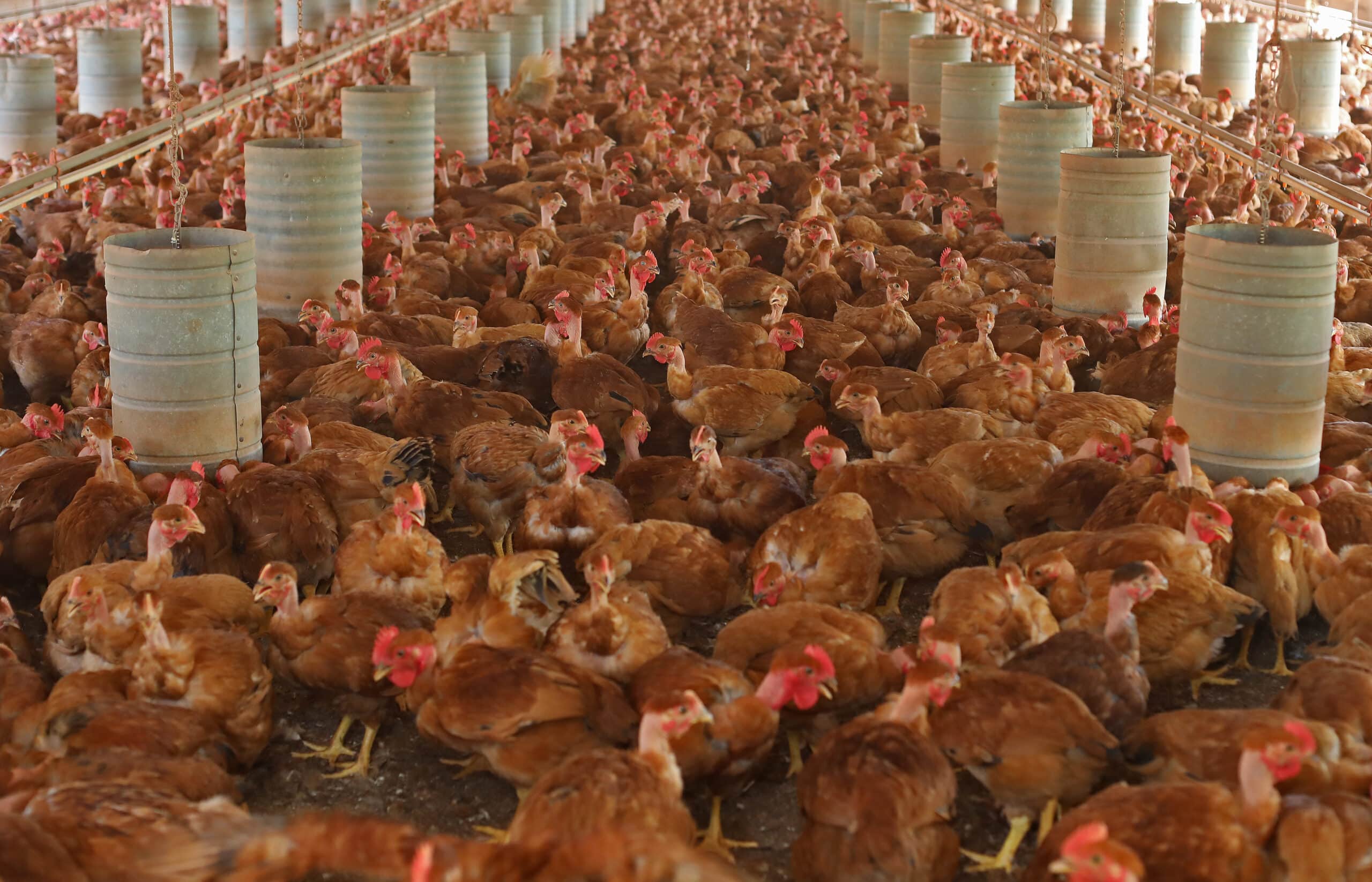 May contain a large flock of chickens in an indoor enclosure.
