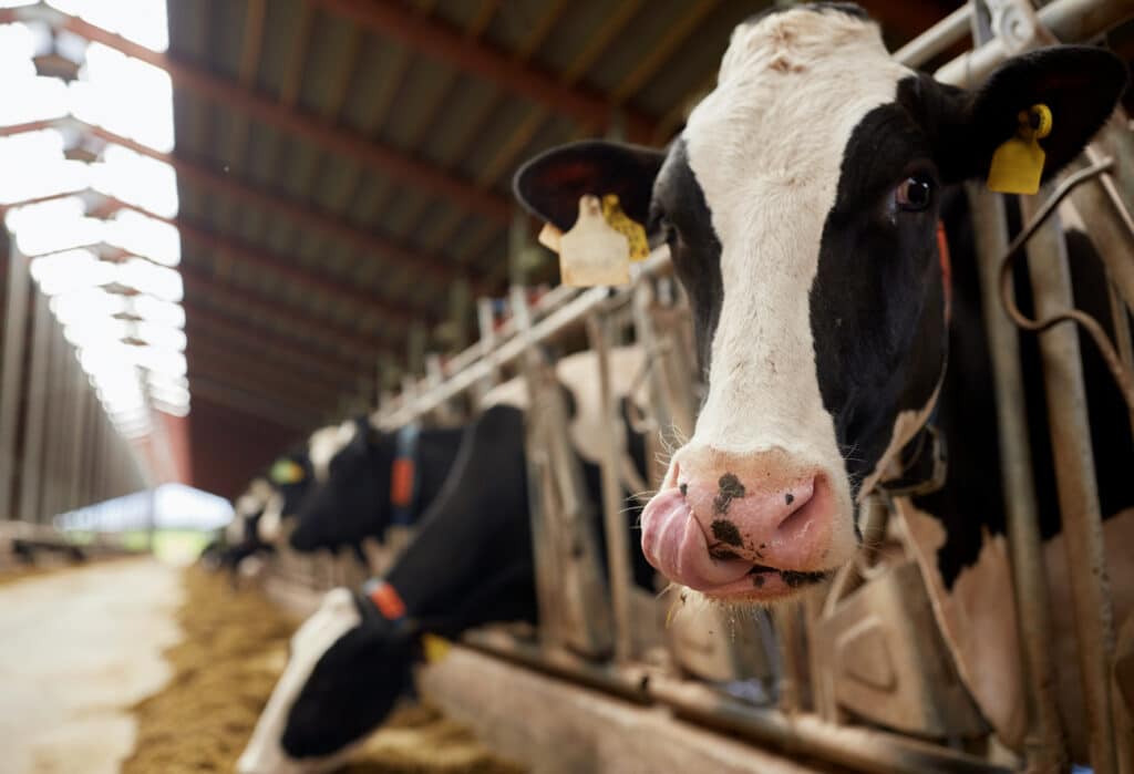 May contain a cow licking its nose in a barn.