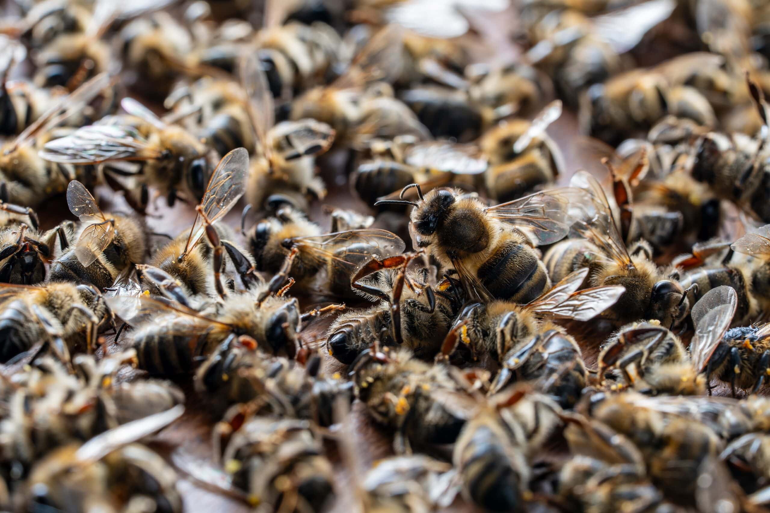 May contain a large group of bees clustered together on a surface.