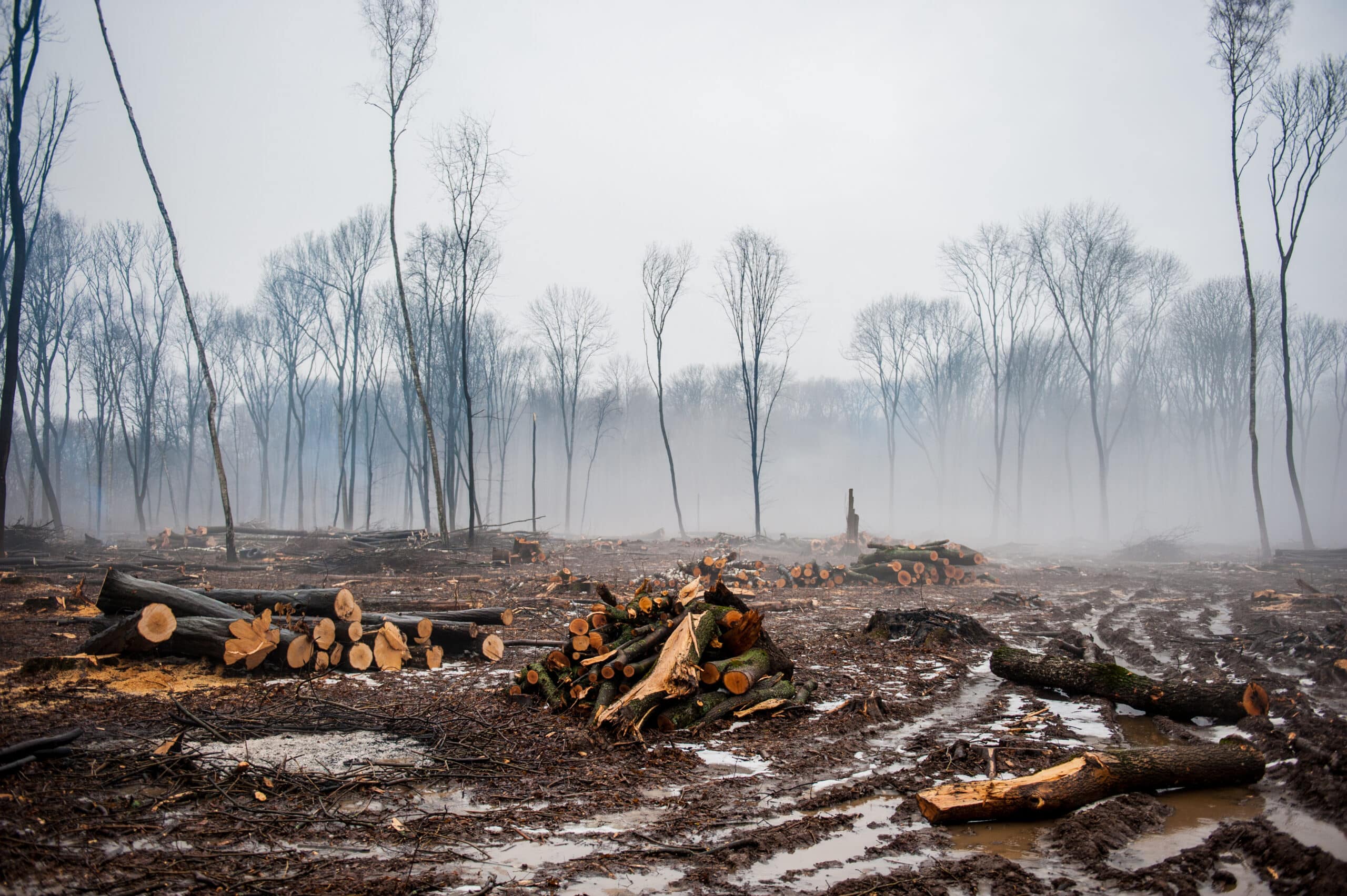 May contain a deforested area with piles of cut logs.