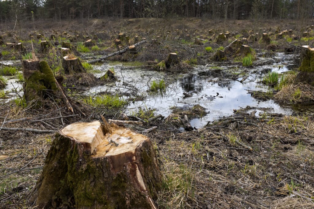 May contain many tree stumps in a watery, wooded area.