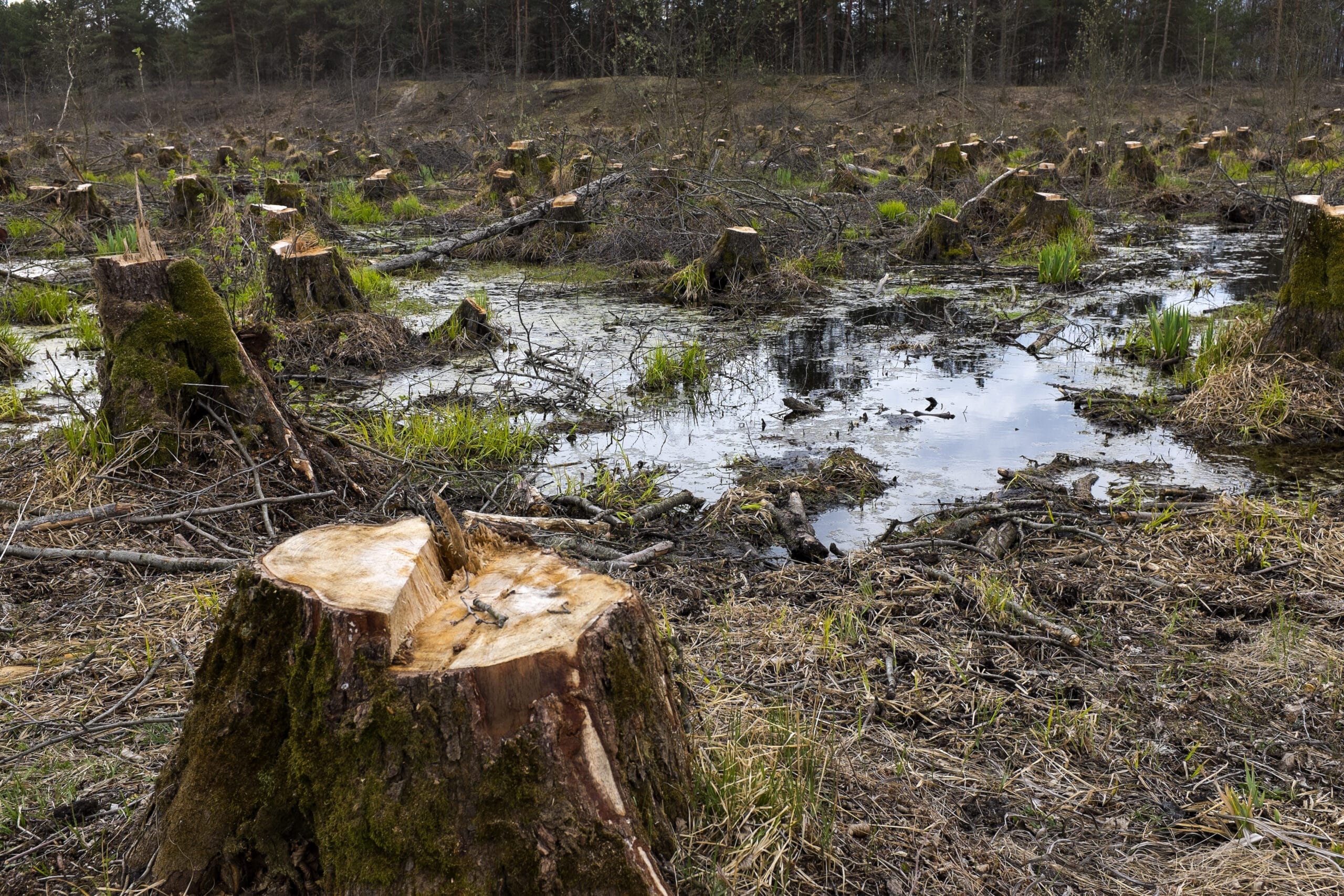 May contain many tree stumps in a watery, wooded area.