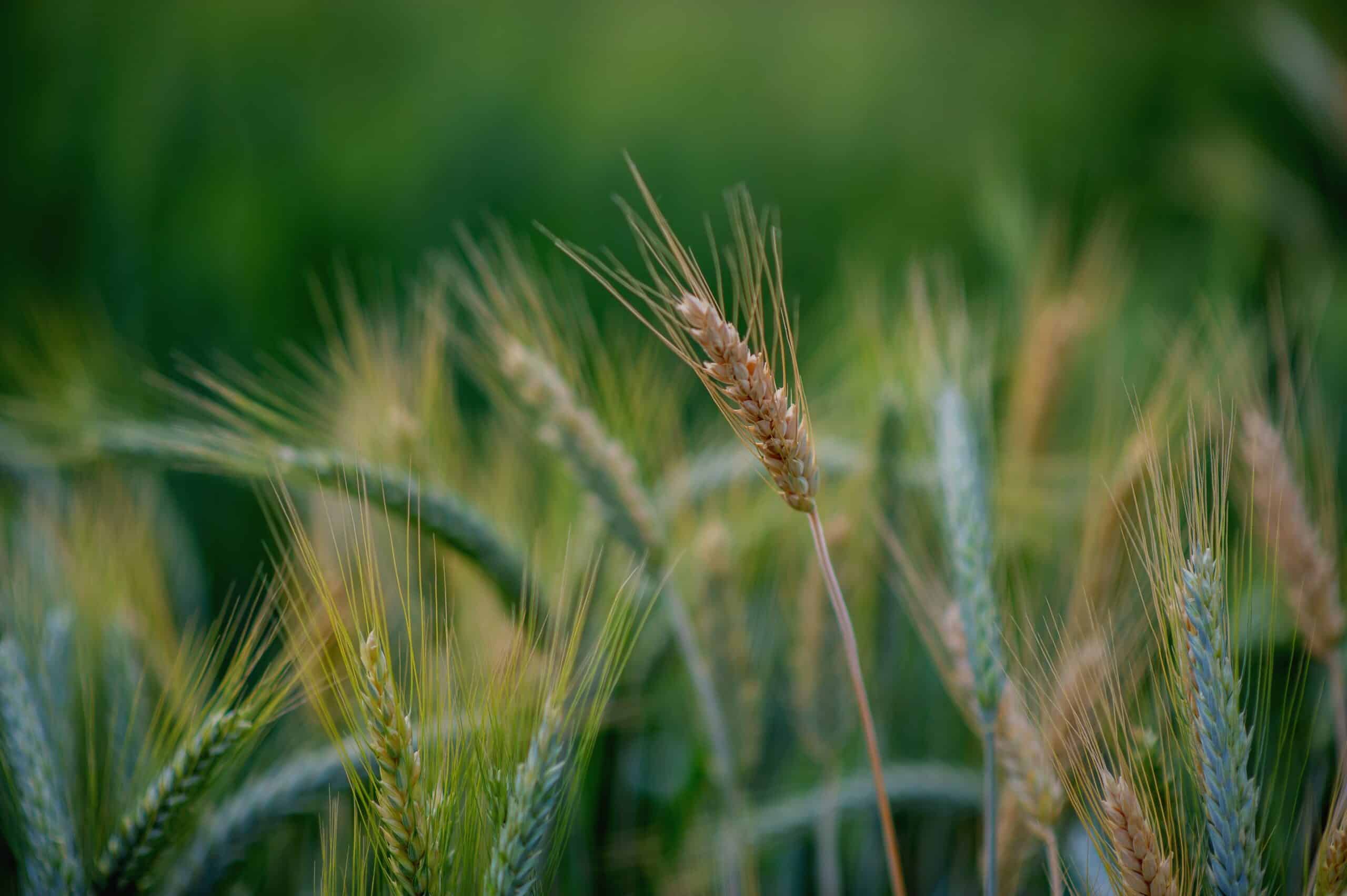 May contain a close-up of a wheat stalk in a field.