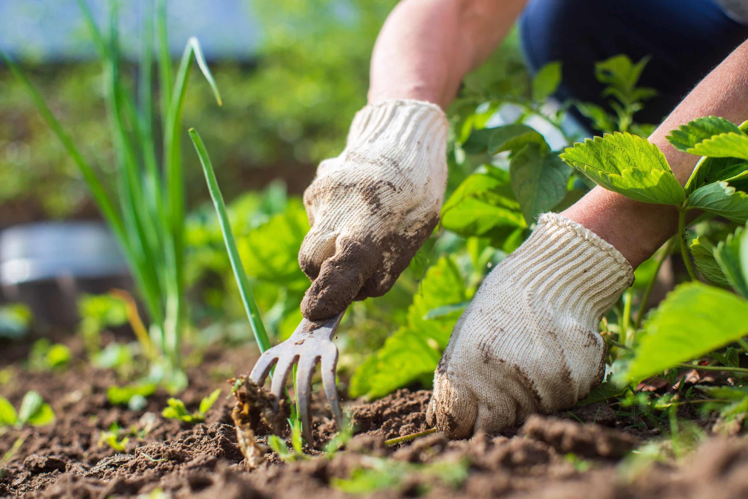 May contain one person gardening with a small fork in the dirt.