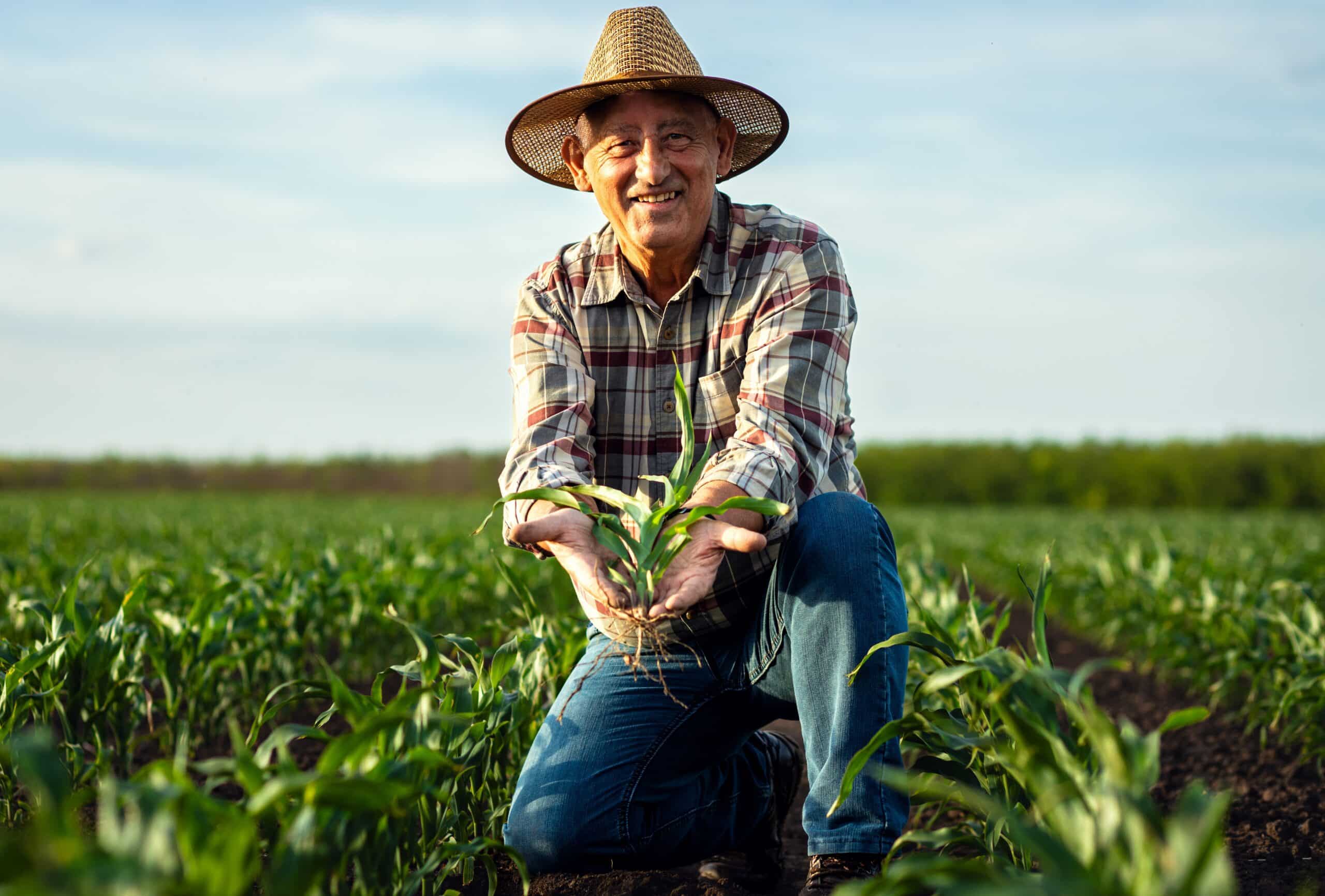 May contain a person in a straw hat holding a small plant in a cornfield.