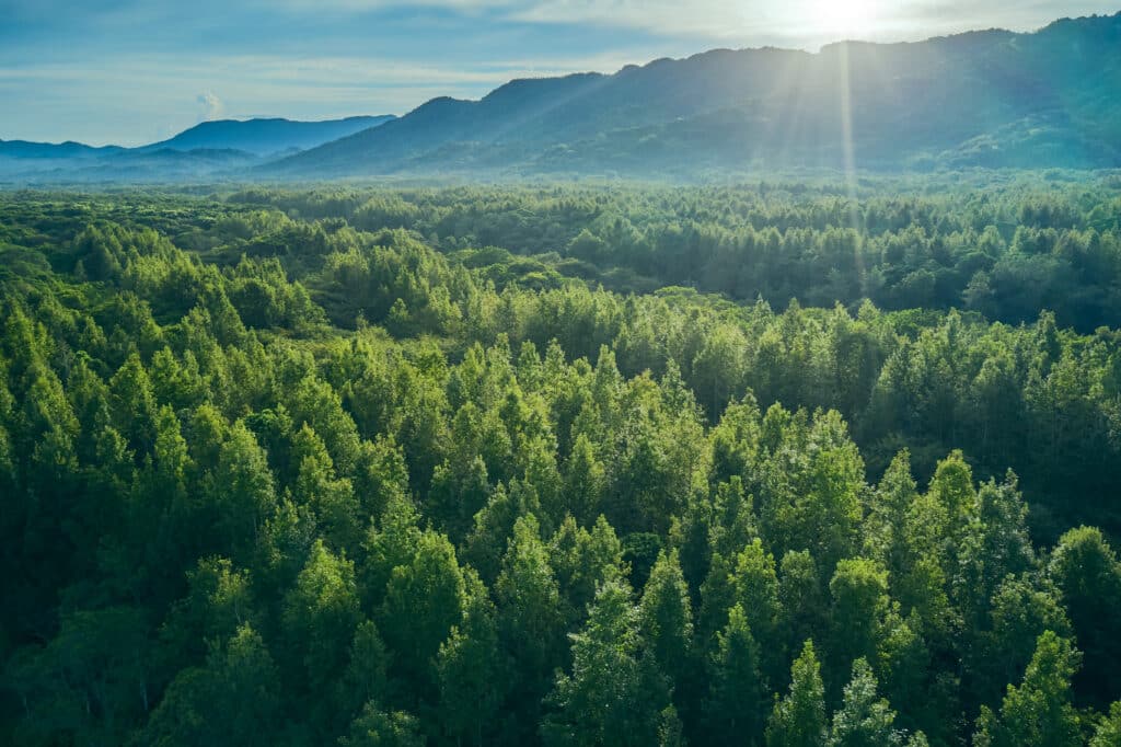 May contain a dense forest with mountains and sunbeams.