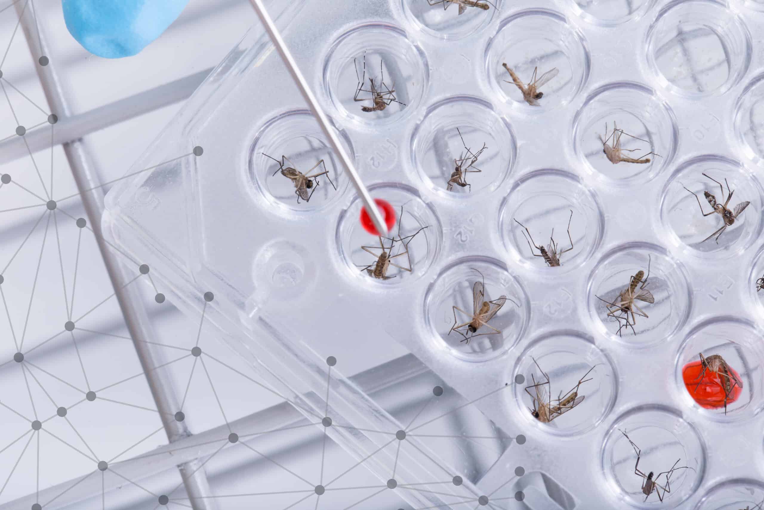 May contain a scientist with a blue glove examining mosquitoes in a petri dish.