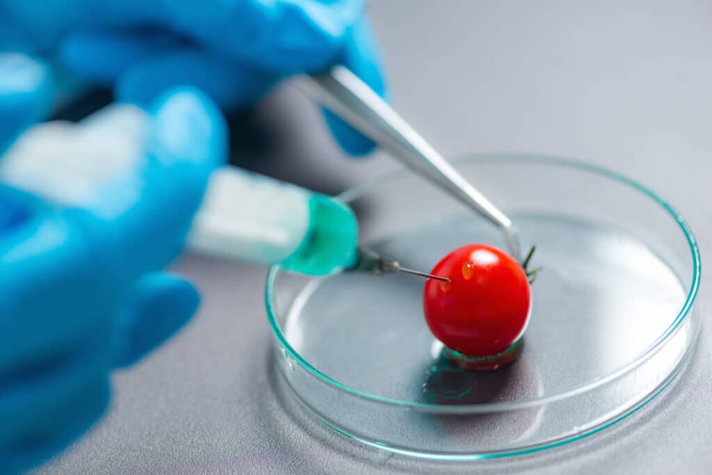 May contain a person in blue gloves injecting a cherry tomato in a petri dish.