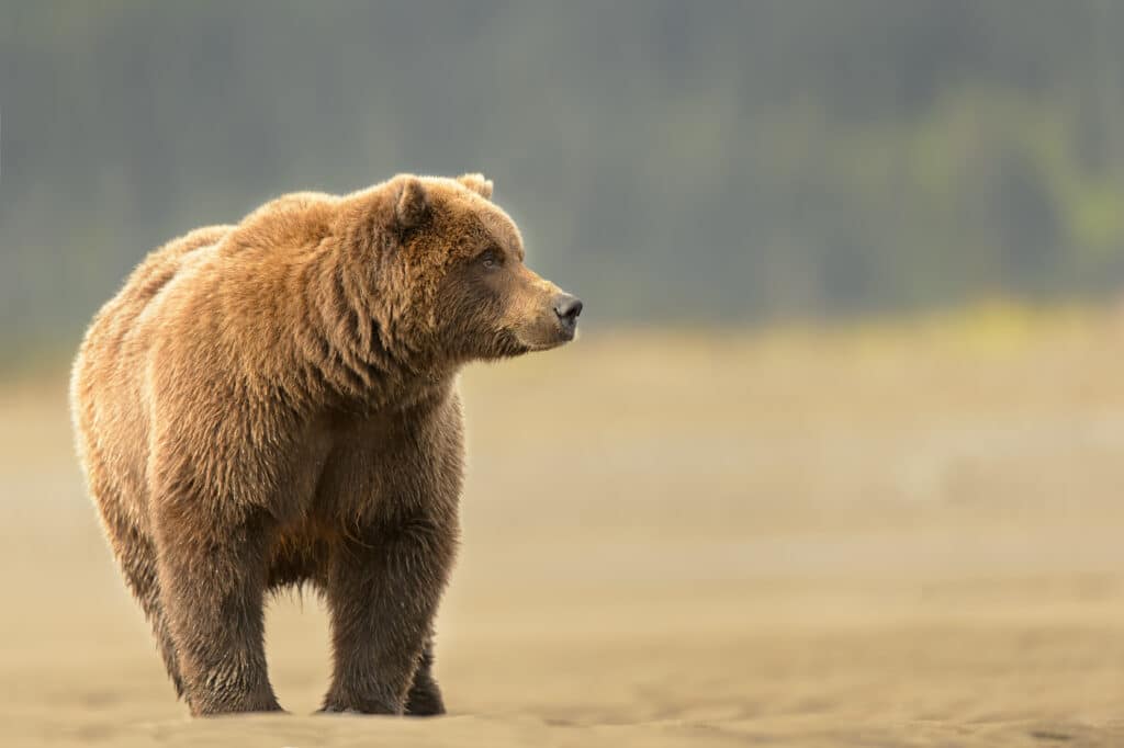 May contain a brown bear standing on sand.