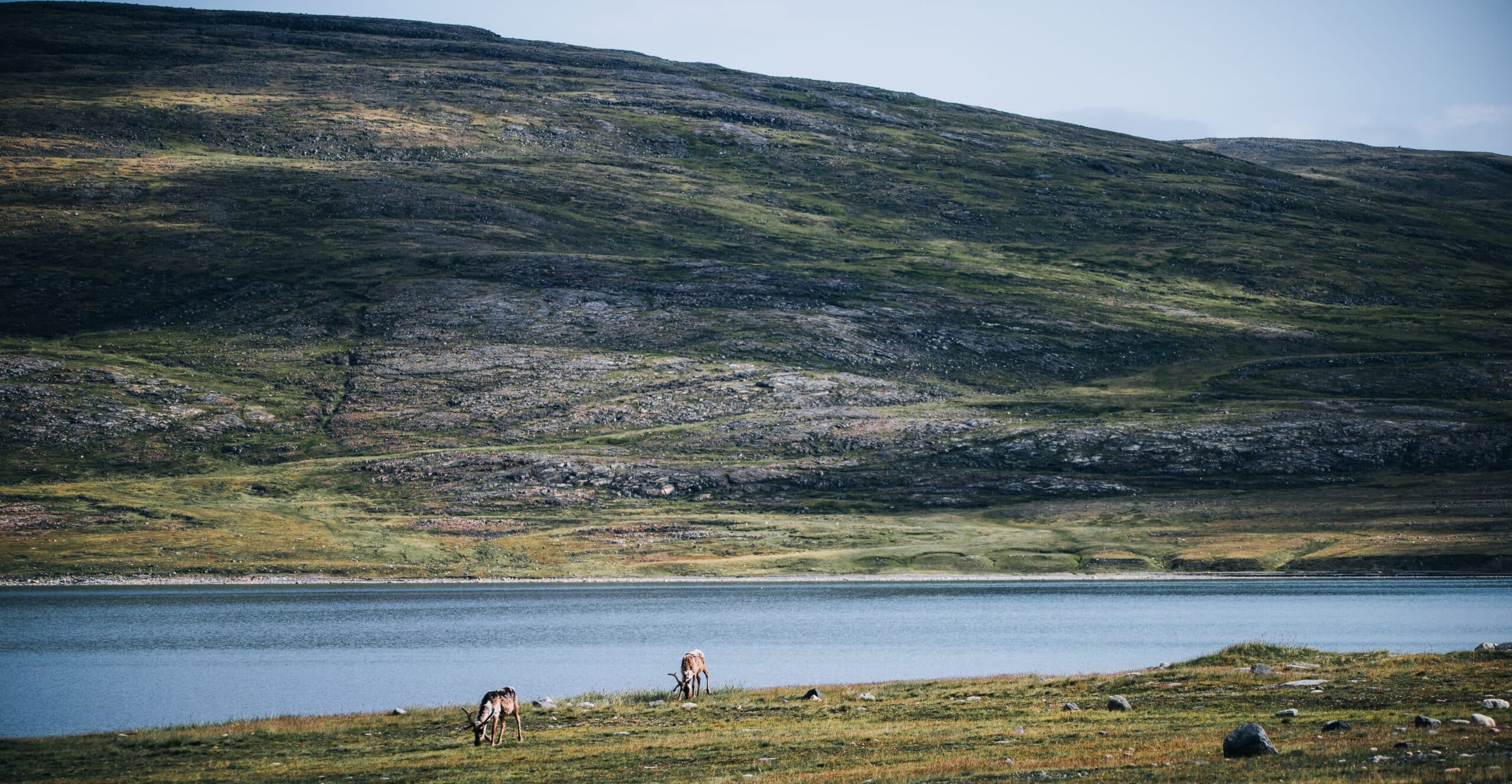May contain two reindeer grazing by a lake with a rocky hill in the background.