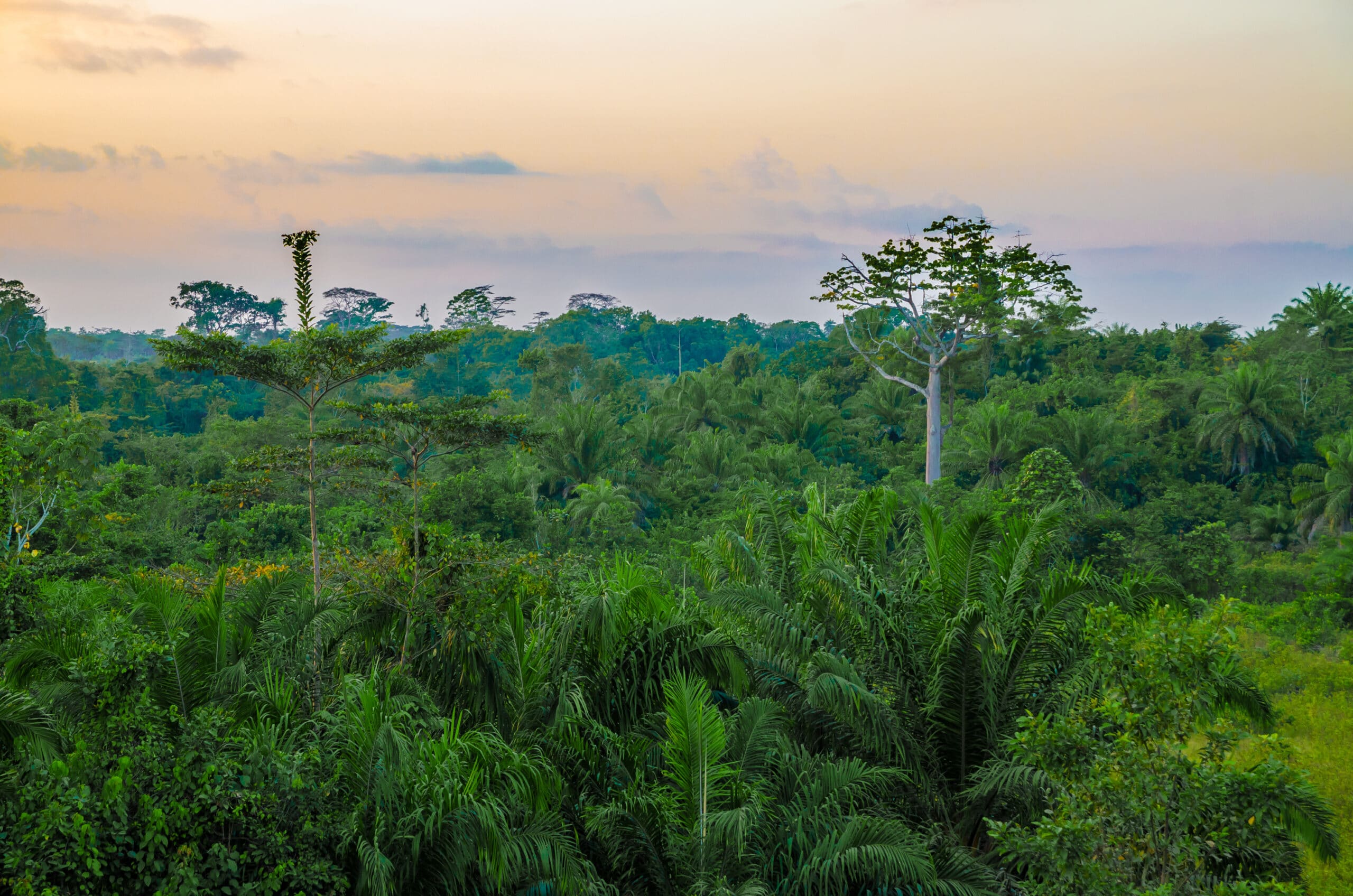 May contain a lush green forest with palm trees and a hazy sky.