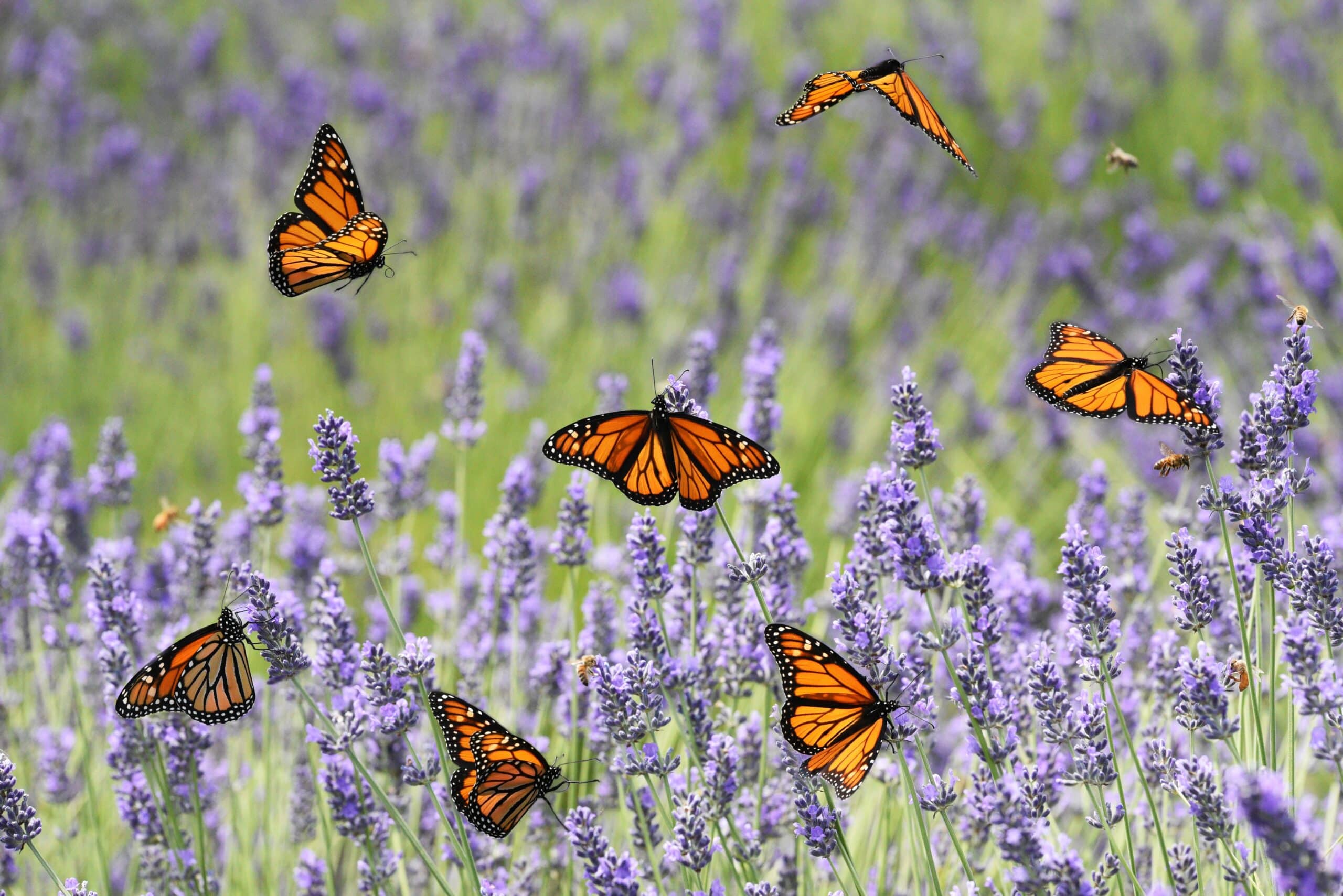 May contain several monarch butterflies and bees flying around lavender plants.