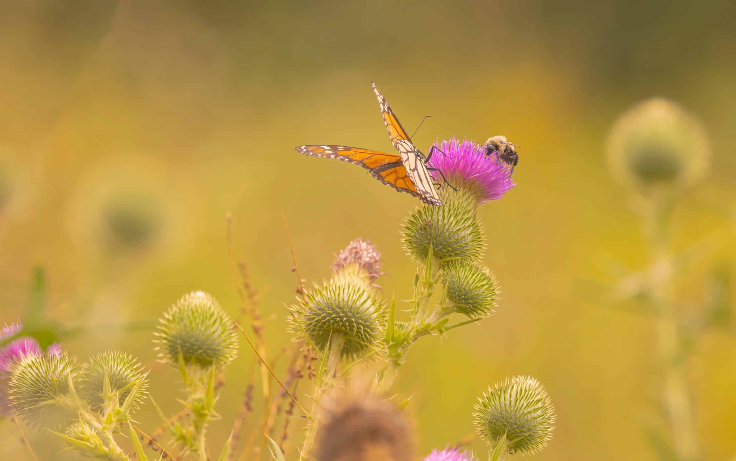 May contain a monarch butterfly and a bee on a thistle flower.