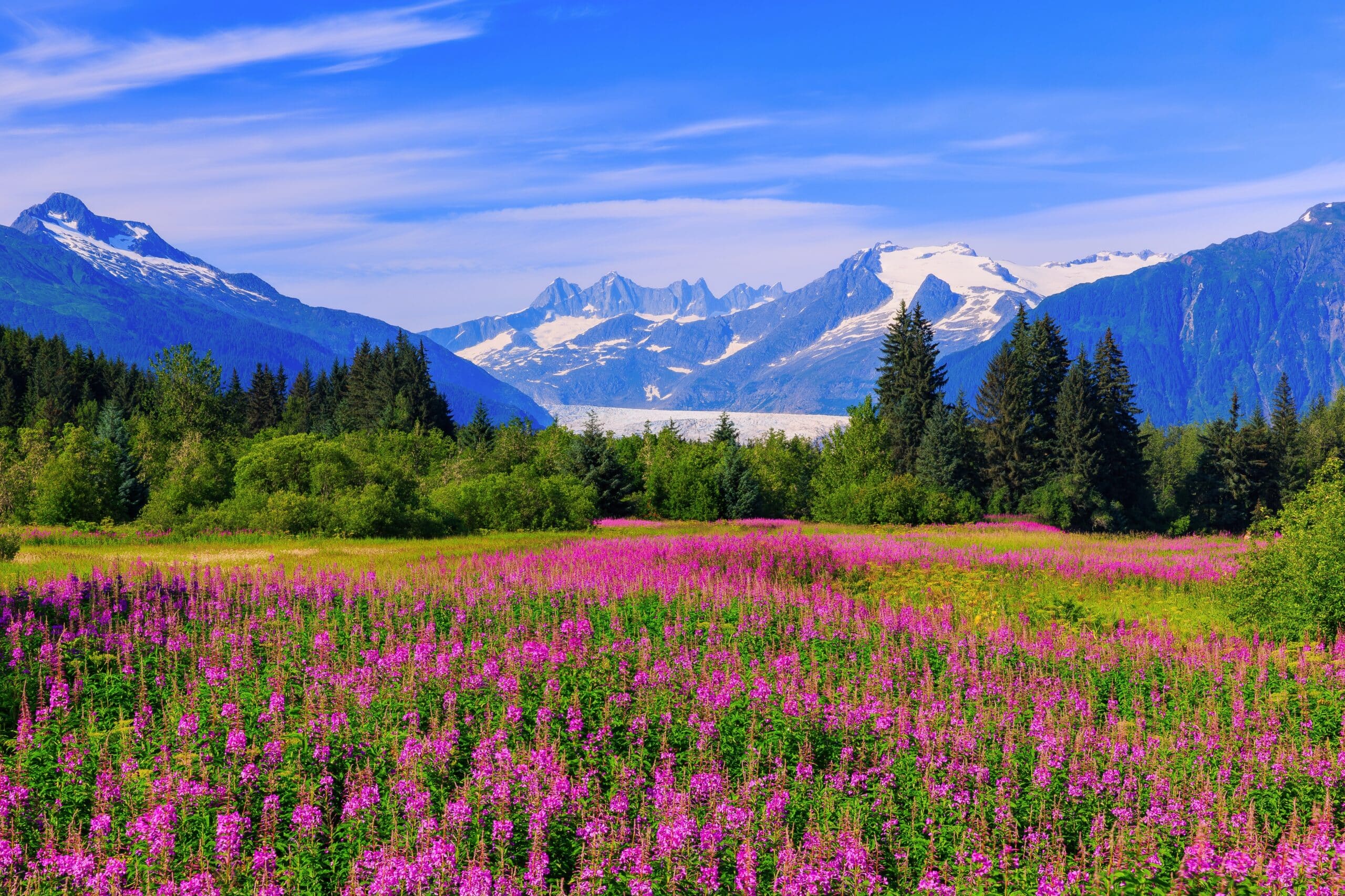 May contain a field of pink wildflowers and snow-capped mountains.
