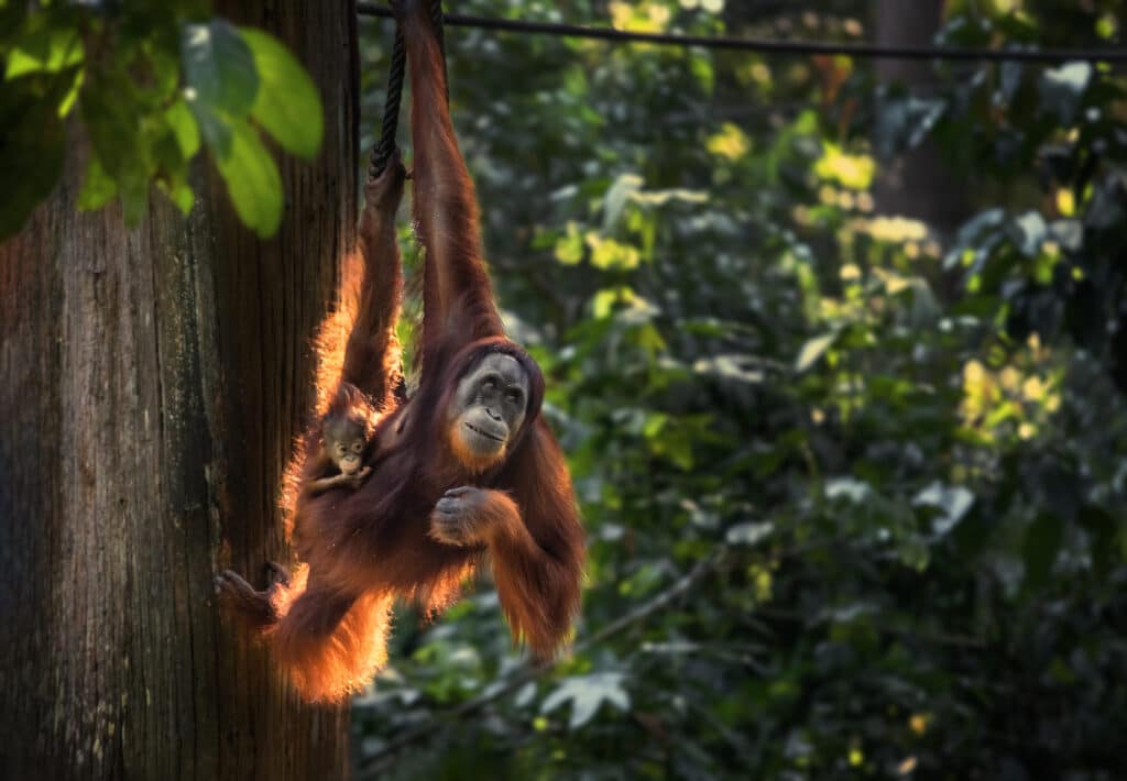 May contain two orangutans hanging from a rope and a tree.