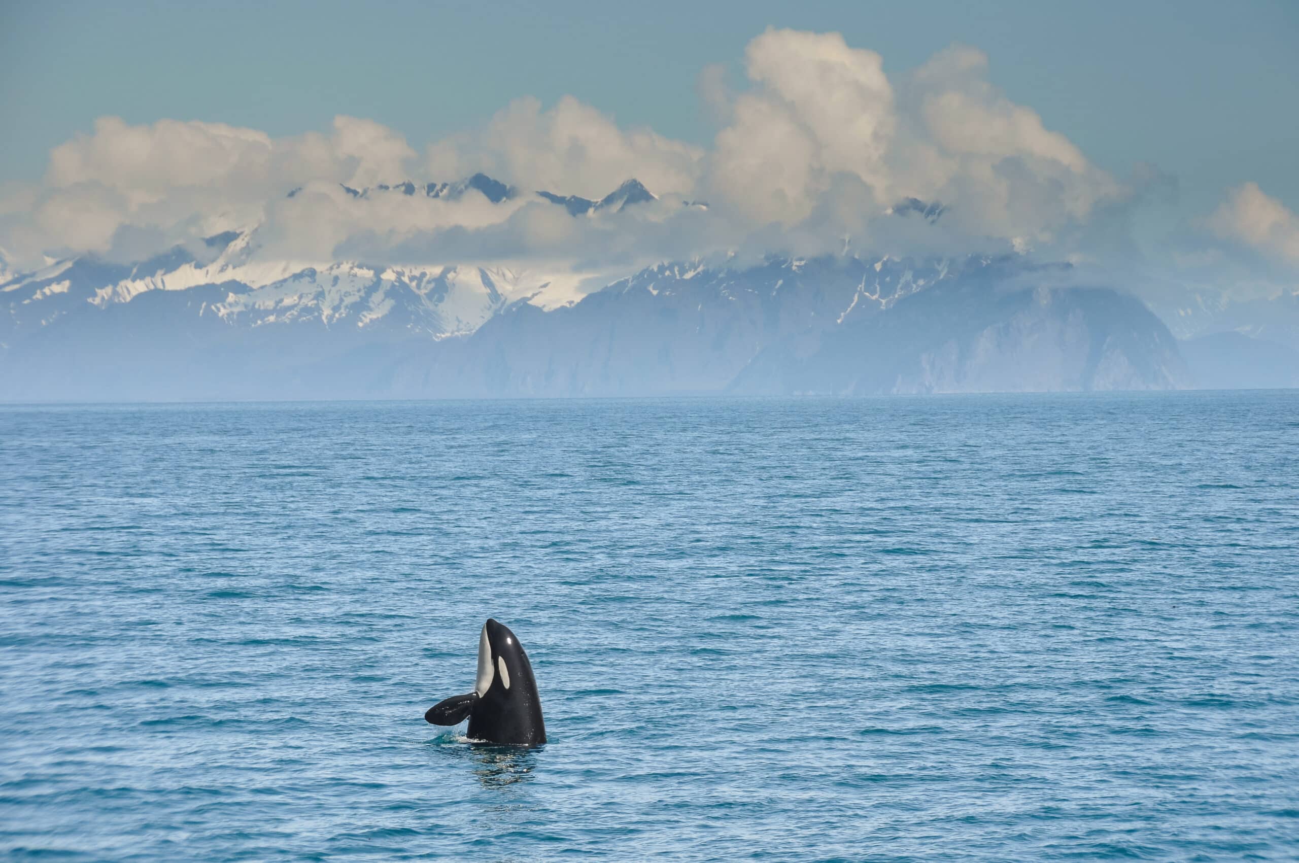 May contain one orca emerging from blue water with snowy mountains in the background.