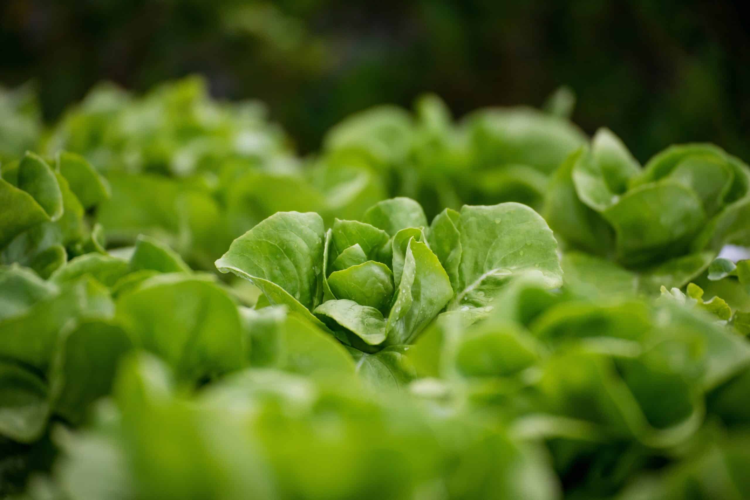 May contain a close-up of fresh green lettuce leaves with water droplets.