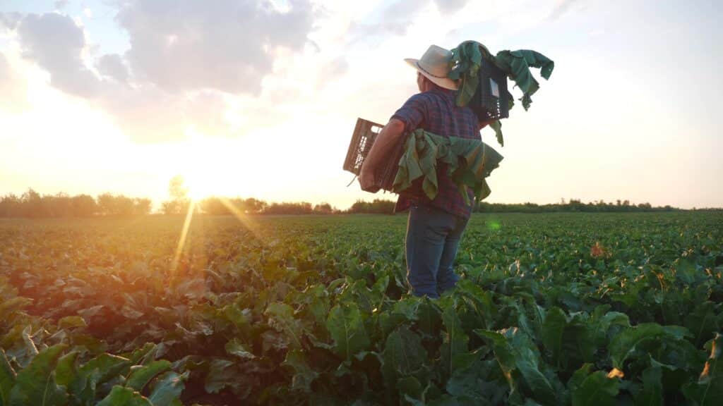 May contain one person carrying two crates of greens in a field.