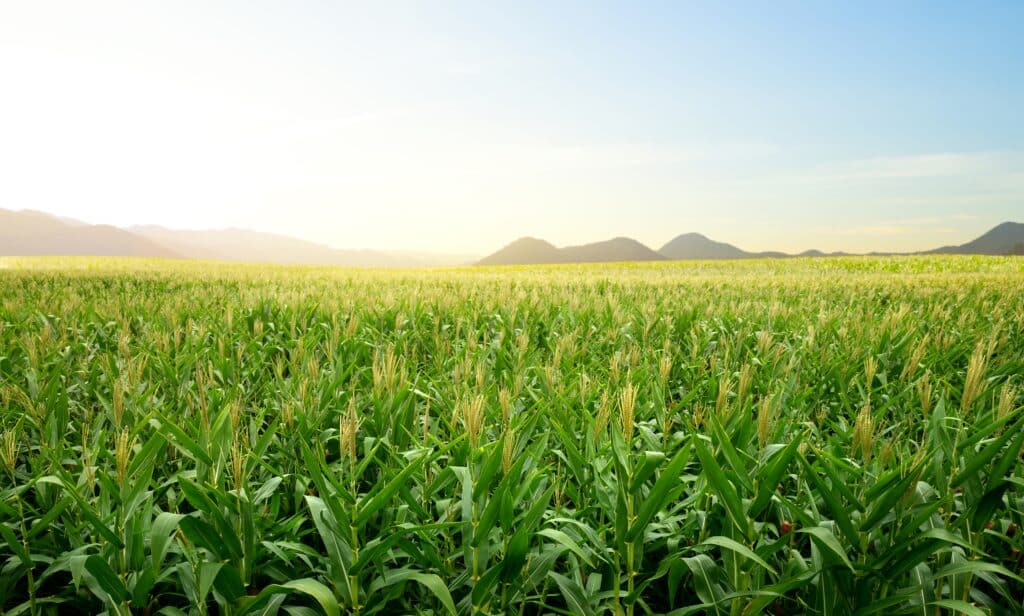 May contain a vast cornfield with mountains in the background under a bright sky.