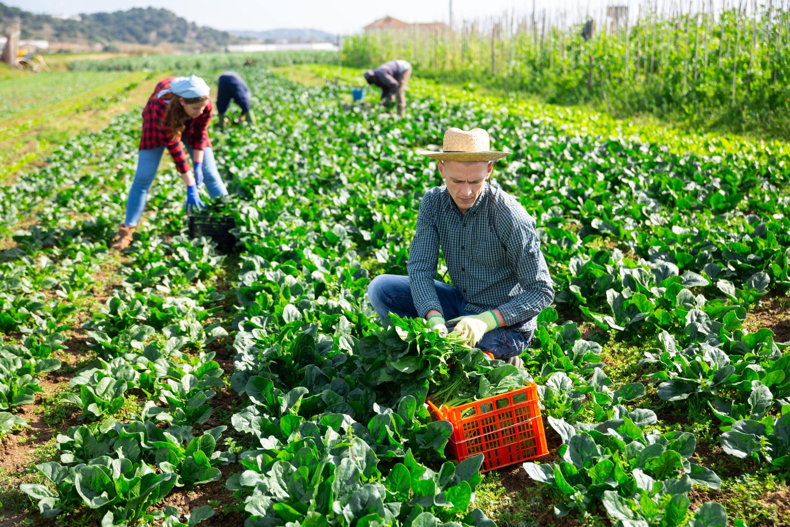 May contain people harvesting spinach in a field.