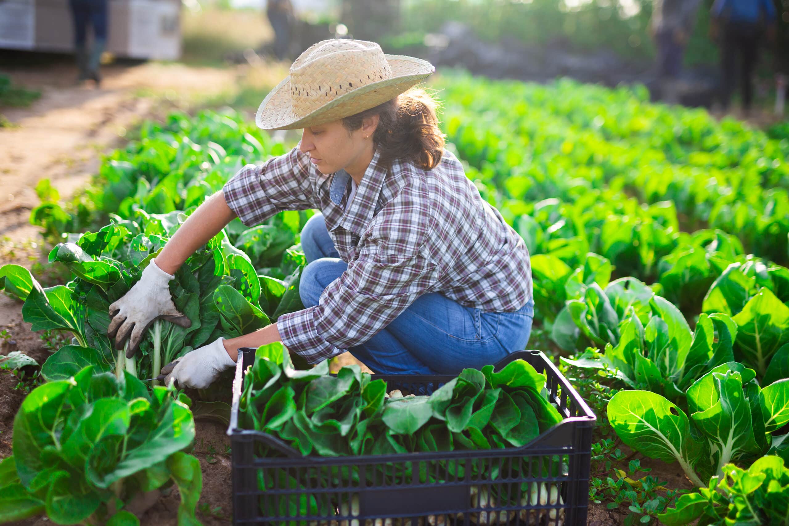 May contain one person harvesting greens in a field.