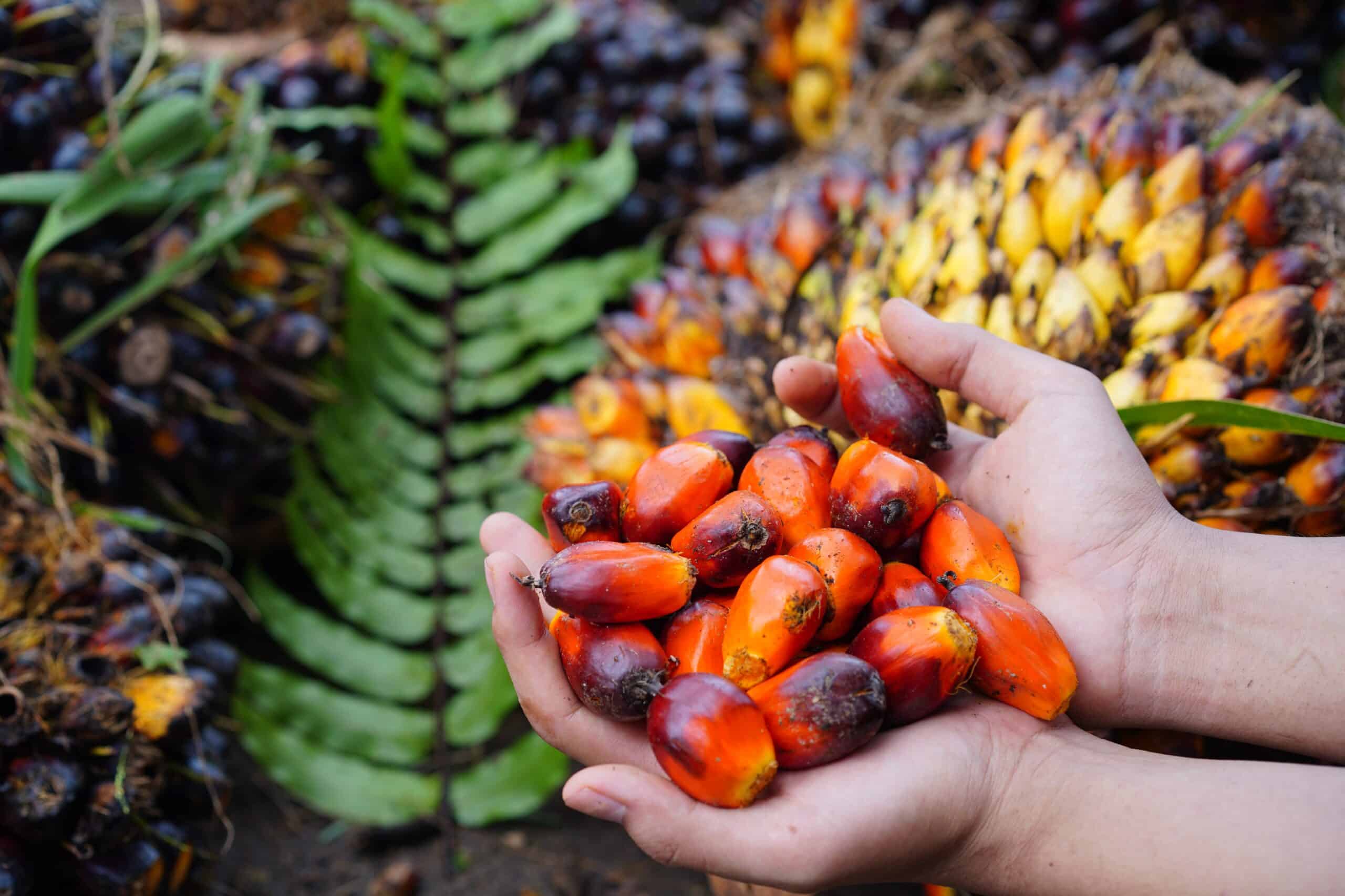 May contain a person holding a pile of ripe red and orange palm fruits.