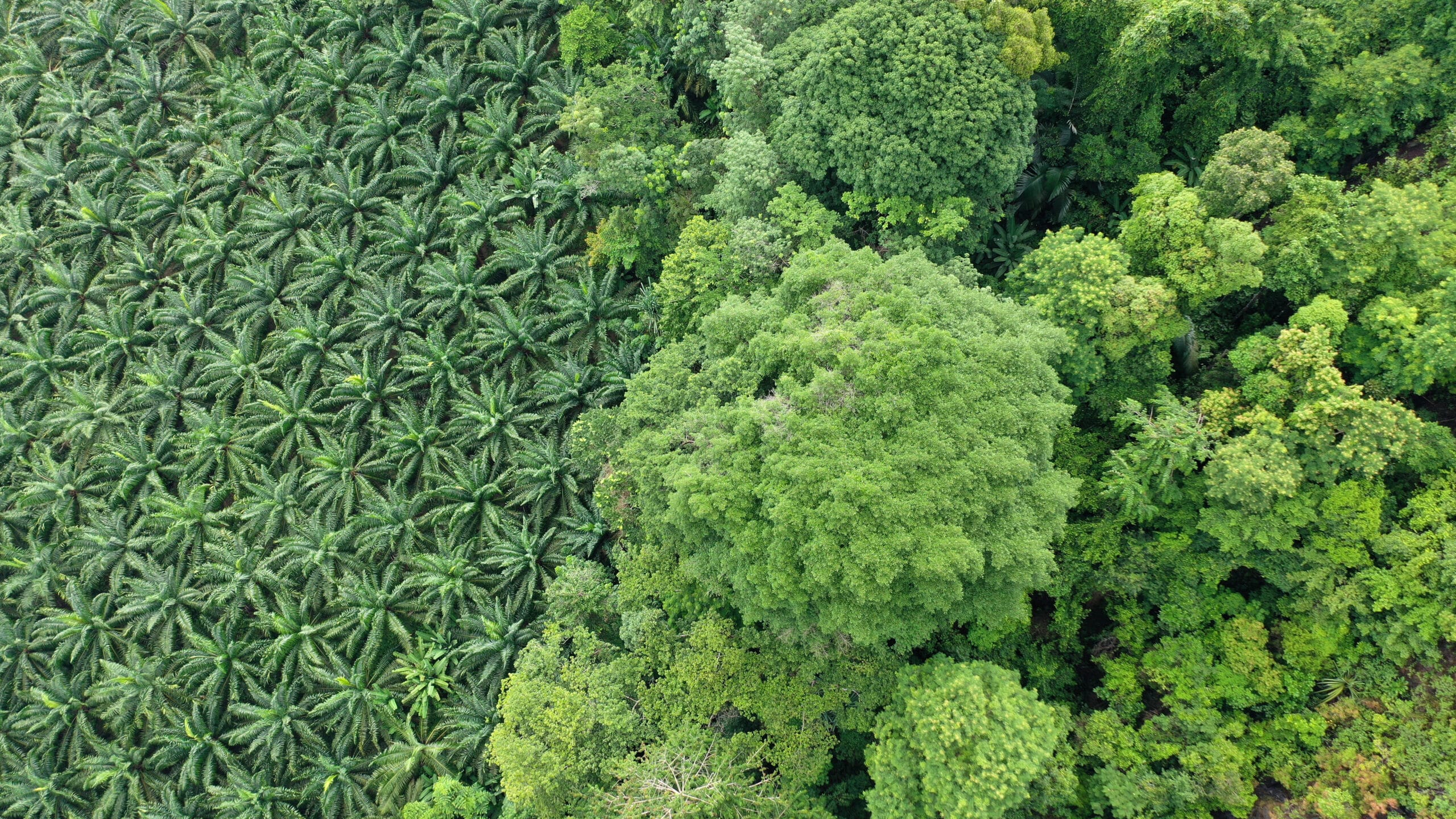 May contain a dense forest and a palm plantation.