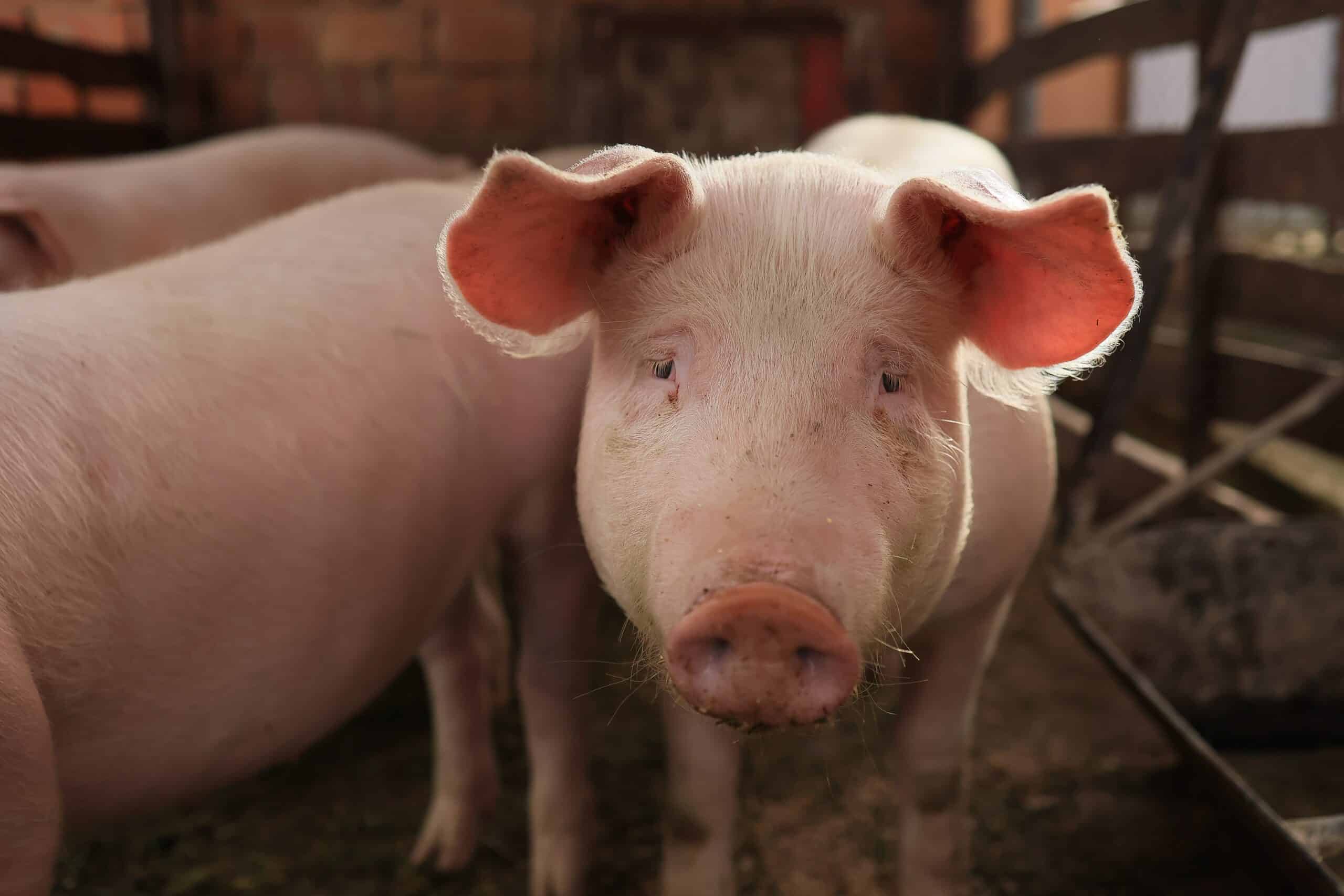 May contain a close-up of a pig's face with large ears.