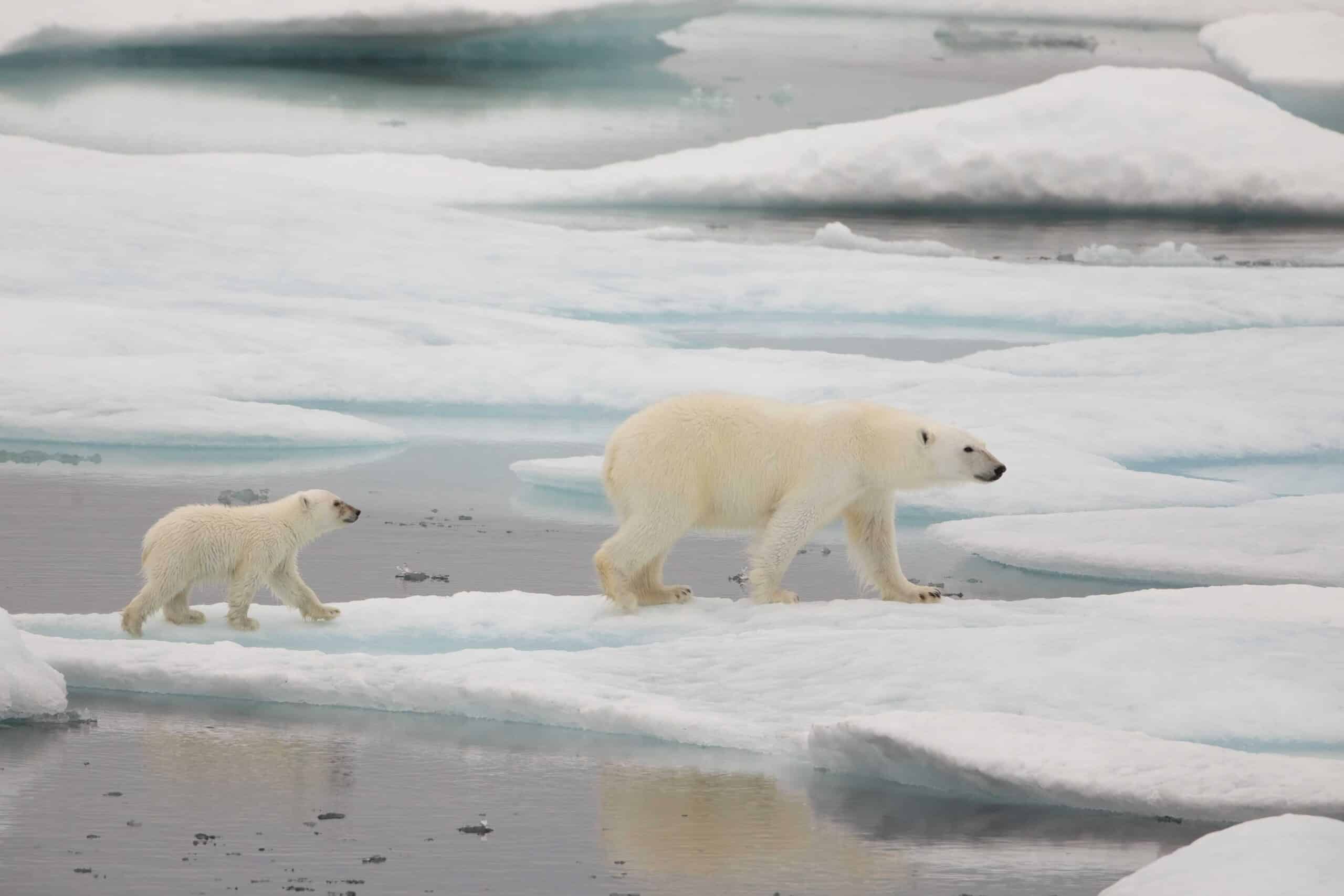 May contain two polar bears walking on ice floes.