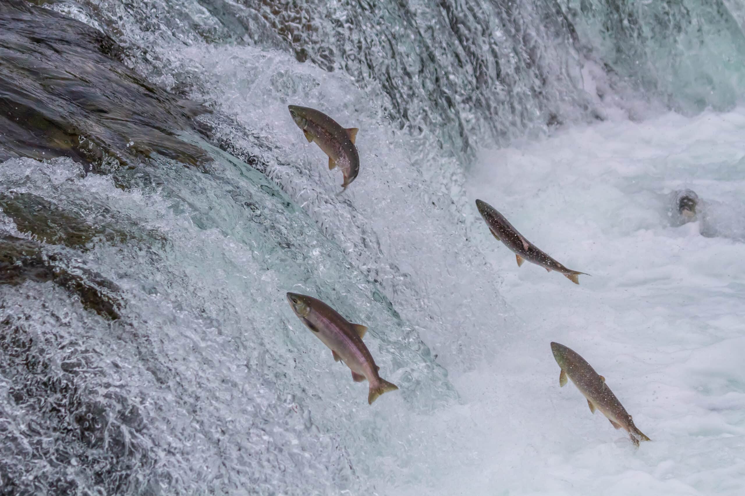 May contain multiple fish jumping up a waterfall.