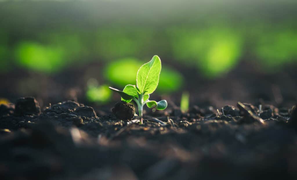 May contain a single green seedling growing in dark soil.