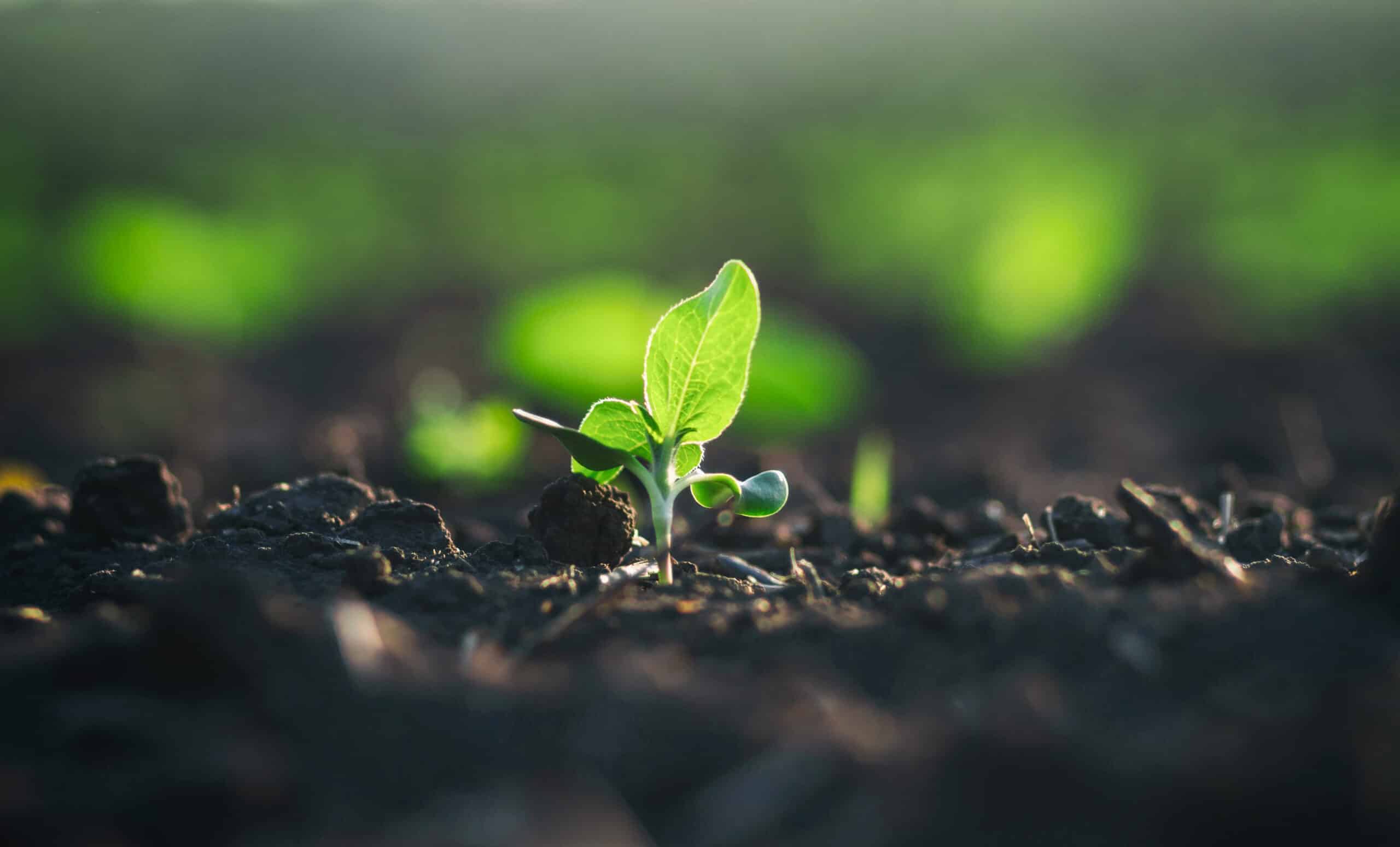 May contain a single green seedling growing in dark soil.