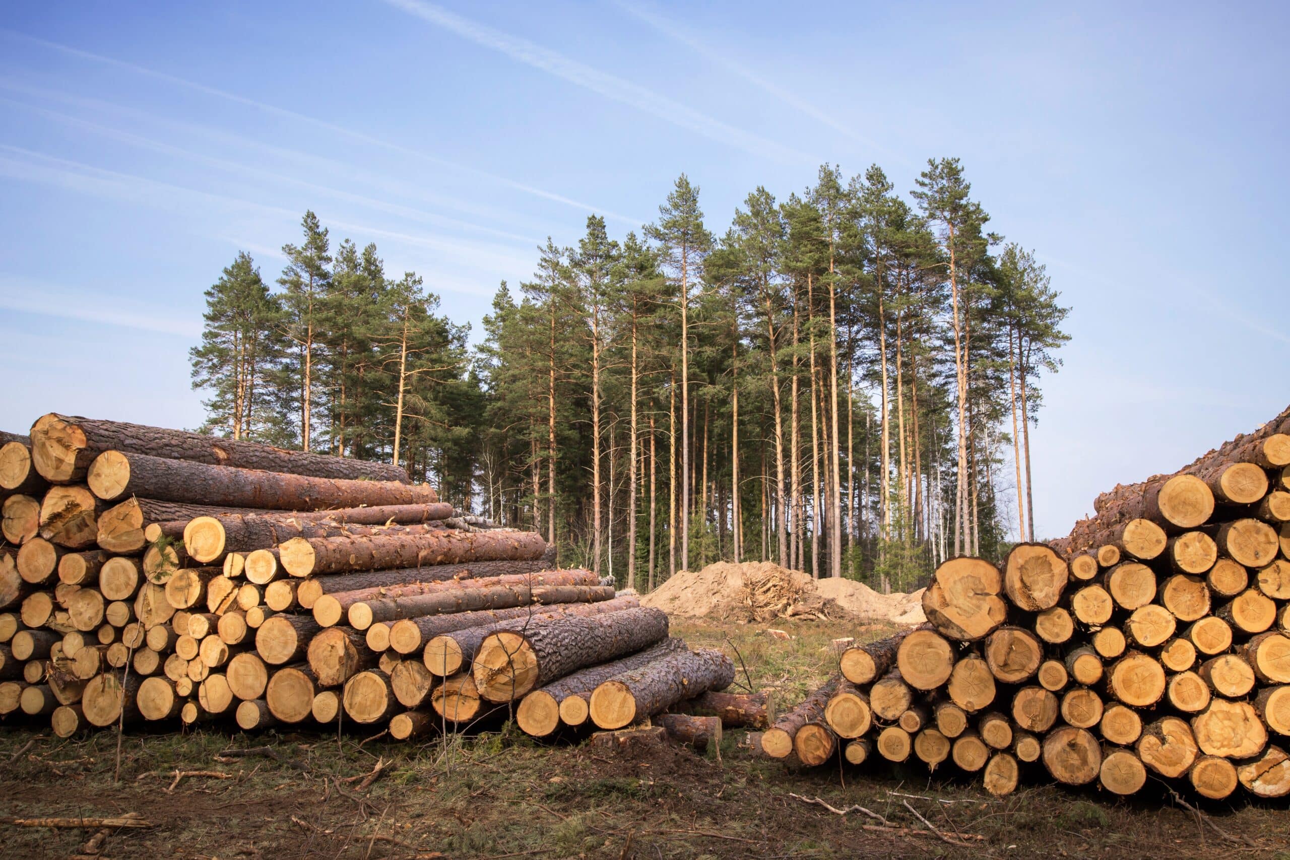 May contain stacks of cut logs in a forest with pine trees.