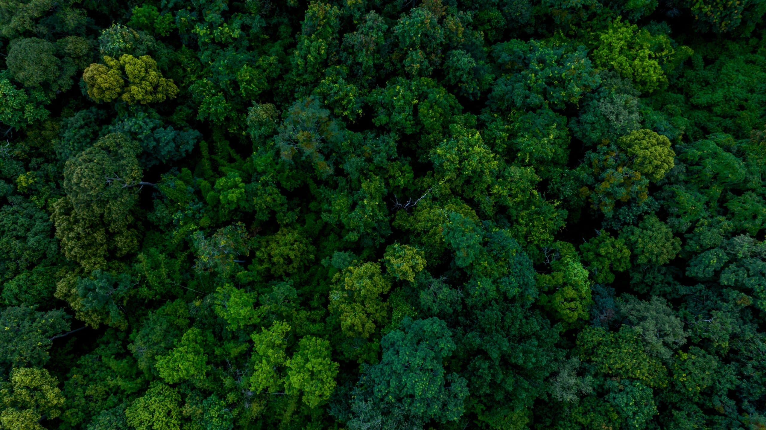 May contain an aerial view of a dense forest canopy.