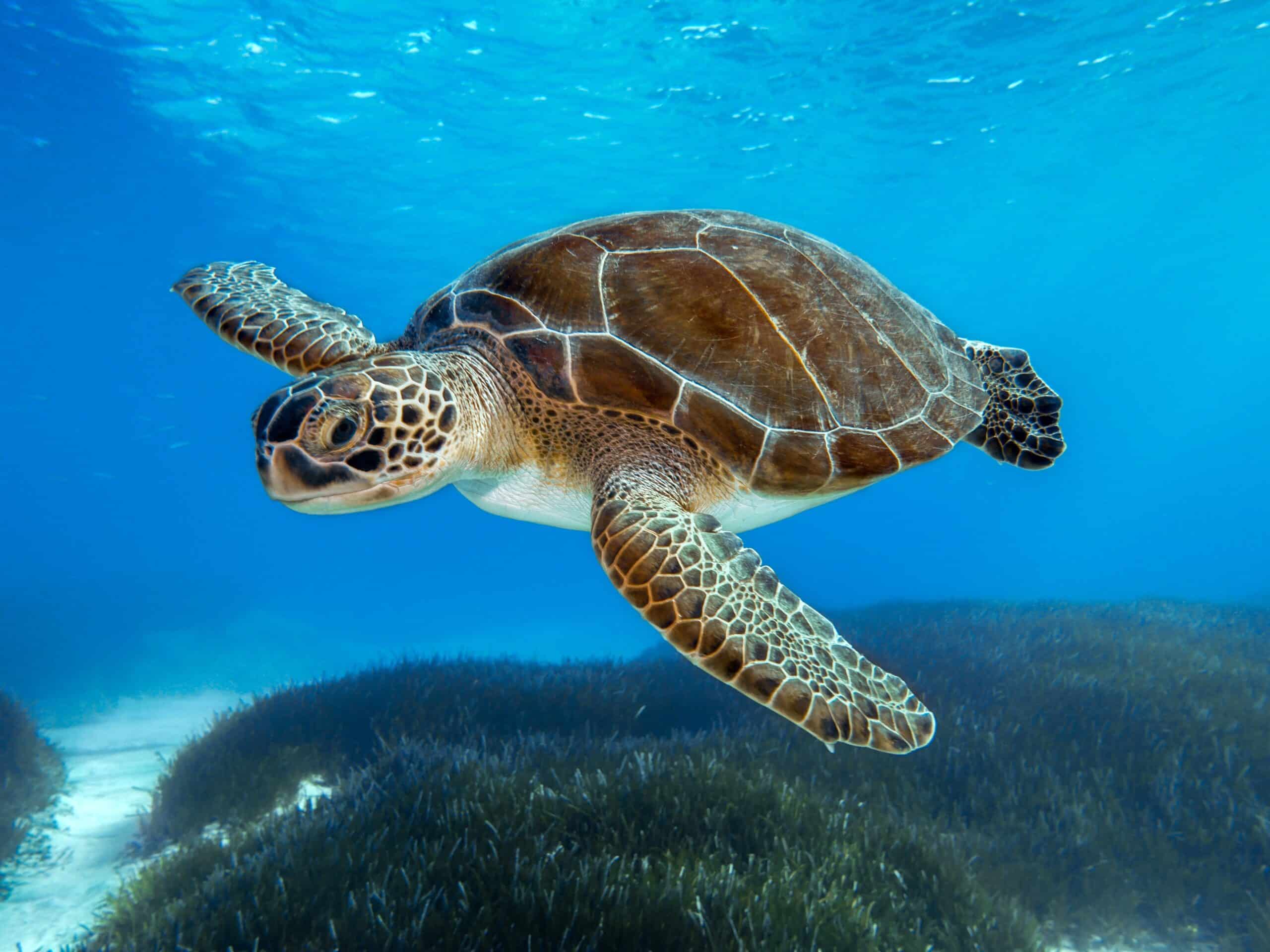May contain a sea turtle swimming in blue water over seagrass.