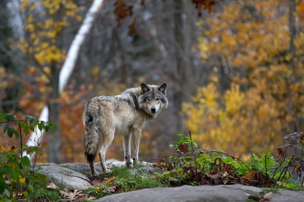 May contain a wolf in a forest with autumn colors.
